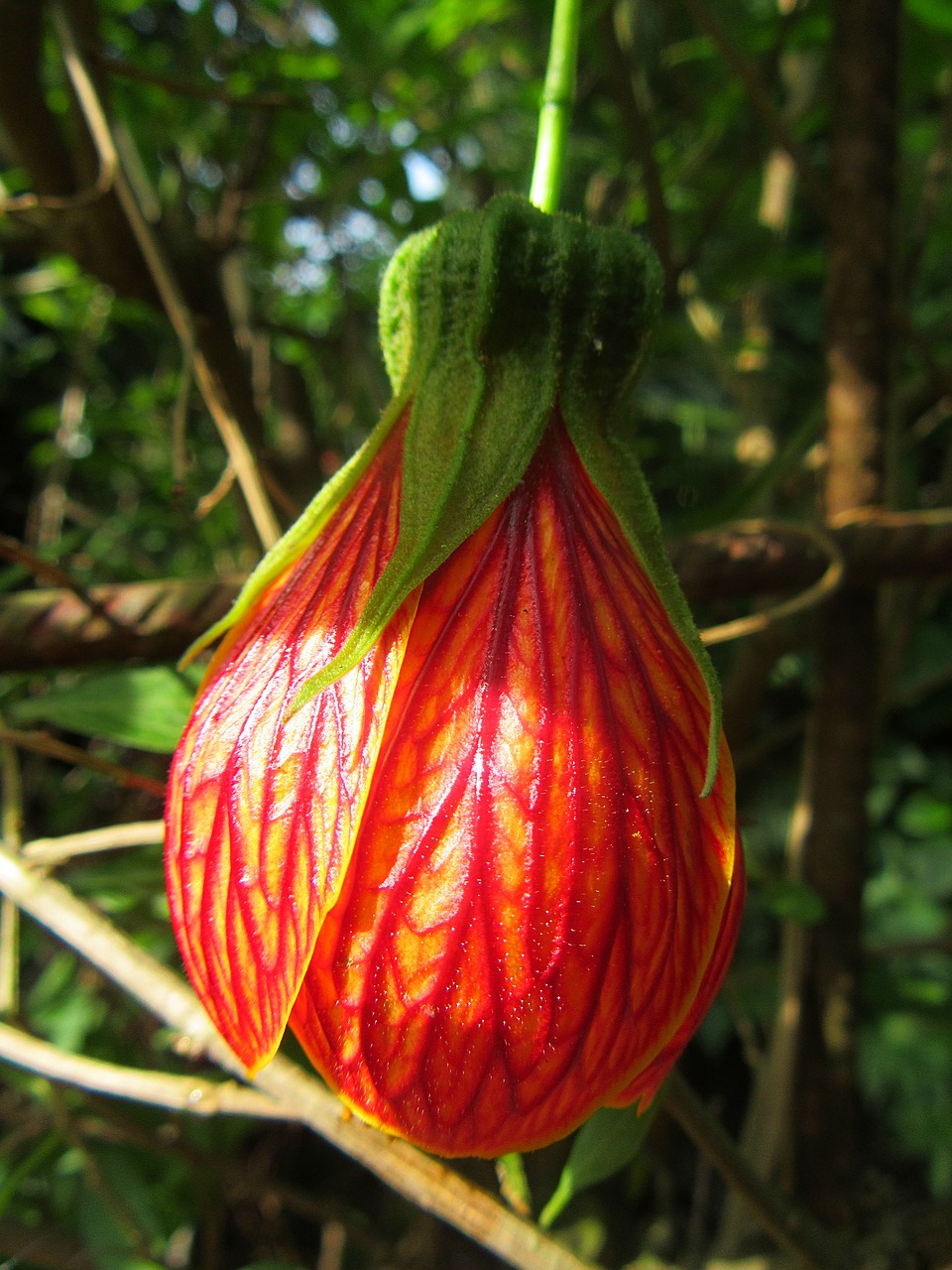 abutilon pictum flower red flower petals free photo