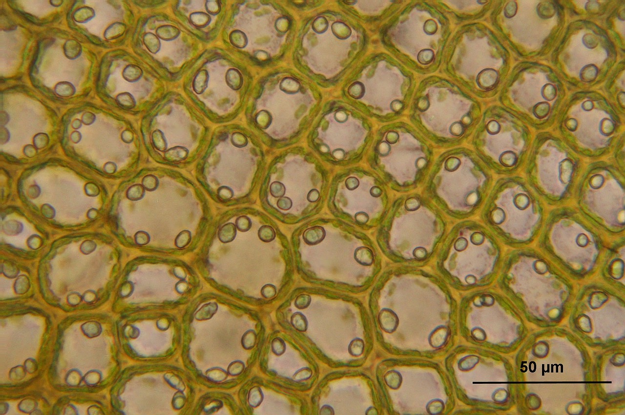 bazzania tricrenata microscopic cells free photo
