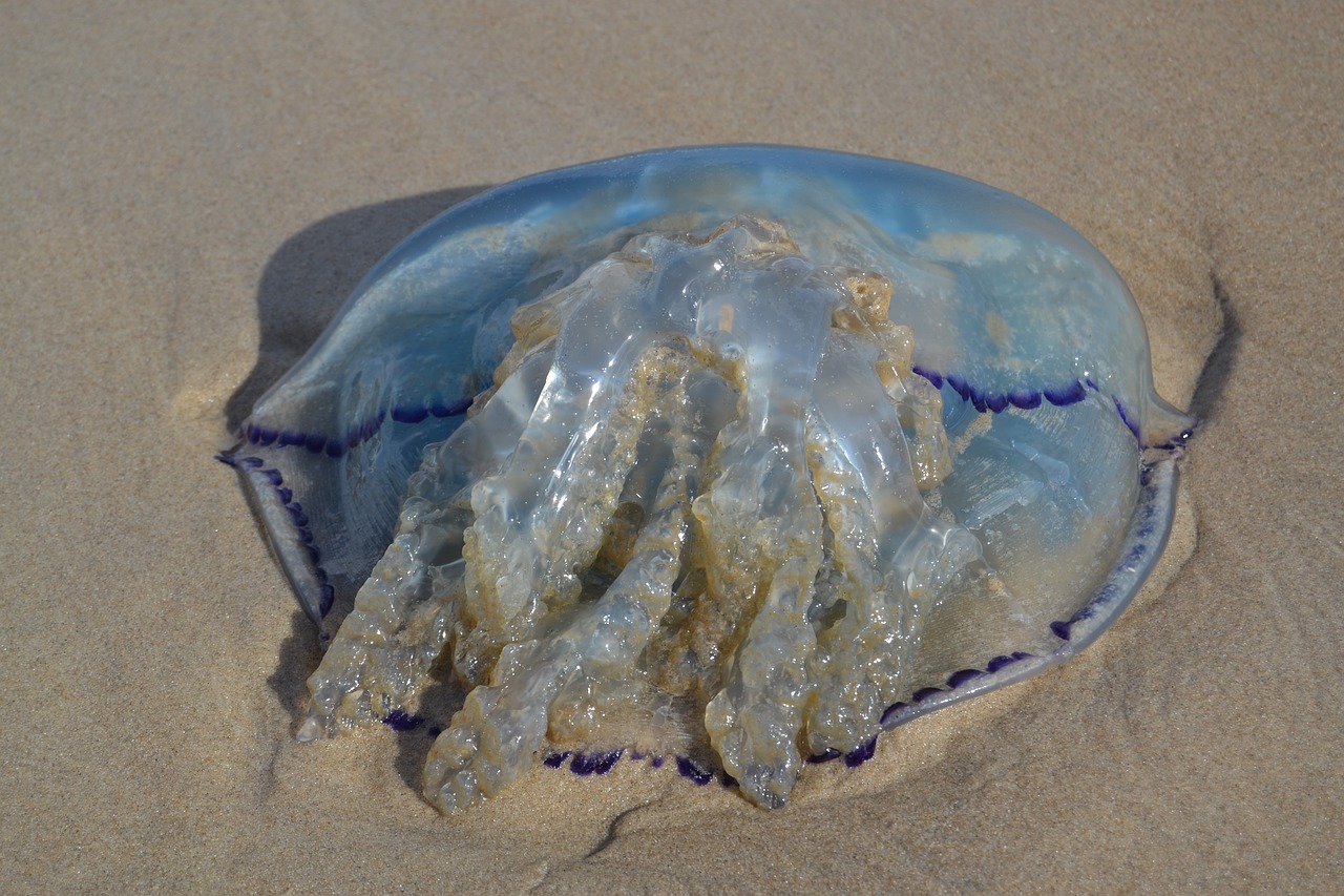 blue jellyfish jellyfish cyanea lamarckii free photo