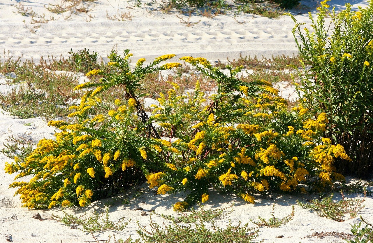 goldenrod solidago plant free photo