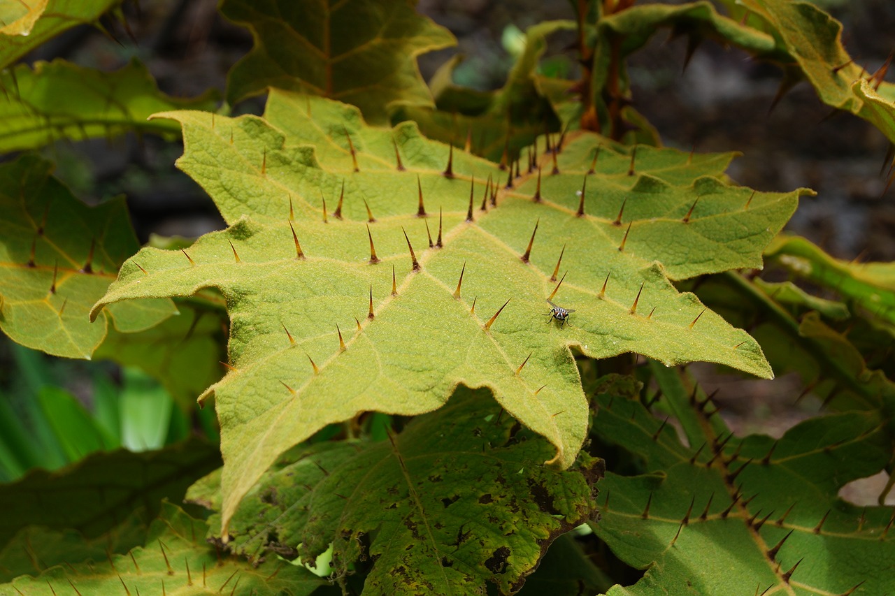 Leaf Thorns Nature Spice Wild Free Image From Needpix