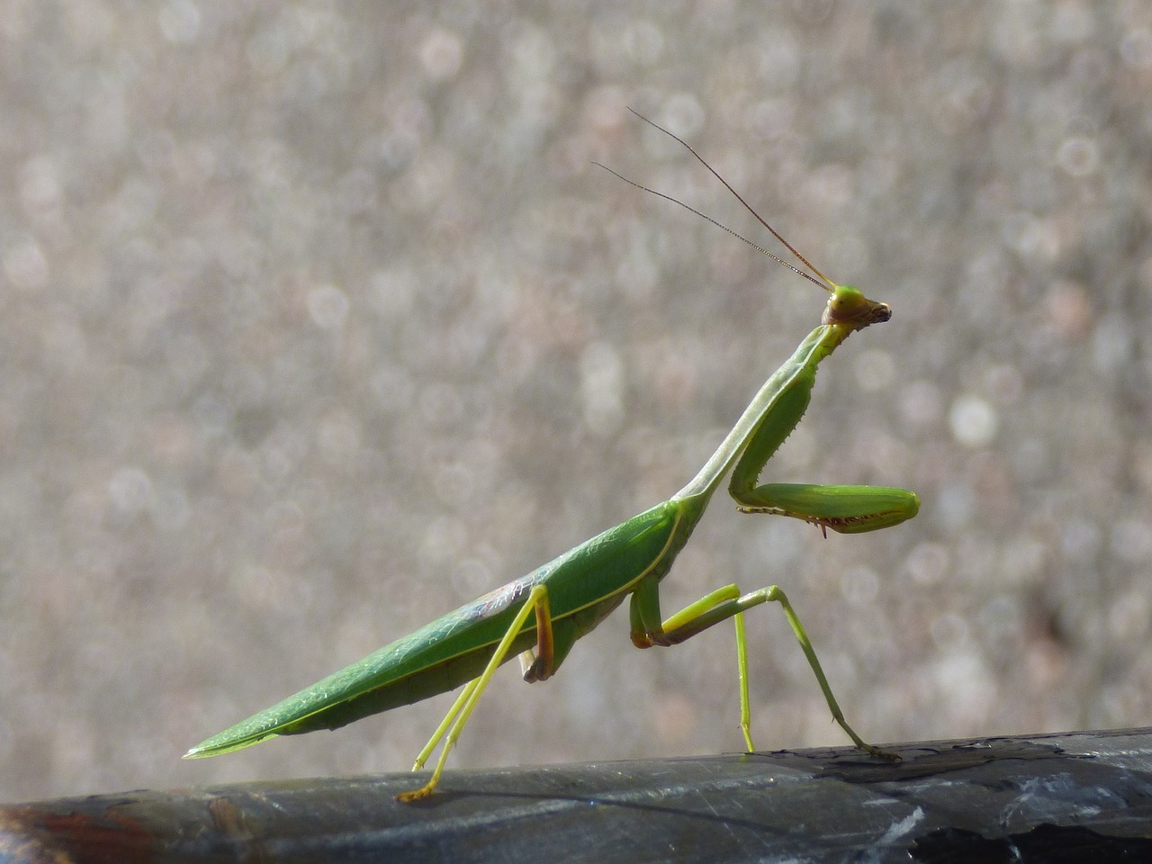 Mantis Insect Green Praying Invertebrate Free Image From Needpix