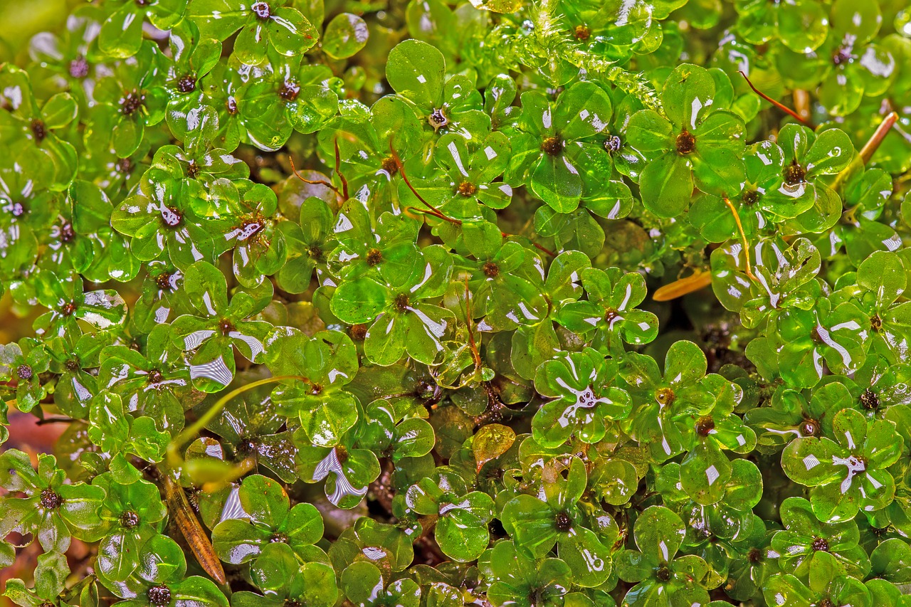 moss moss species root of star moss free photo