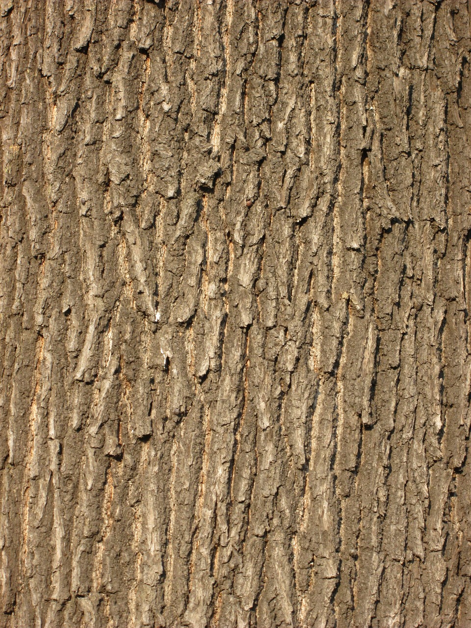oak bark tree bark bark free photo