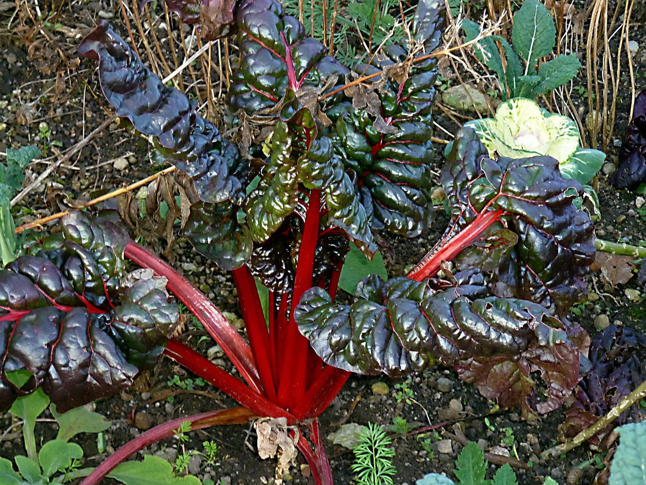 rhubarb rheum rhabarbarum exotic free photo