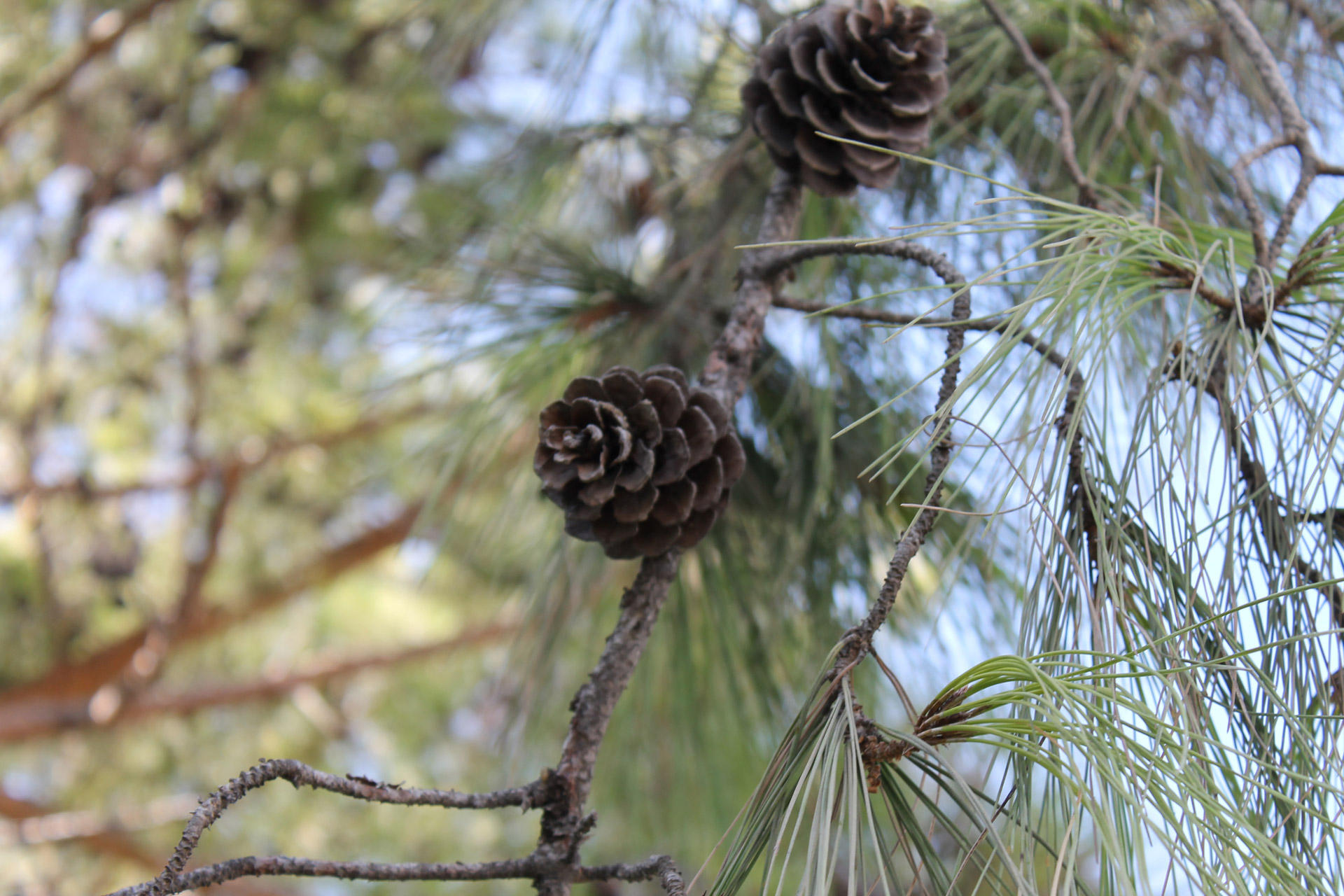 pine pine cone nature free photo