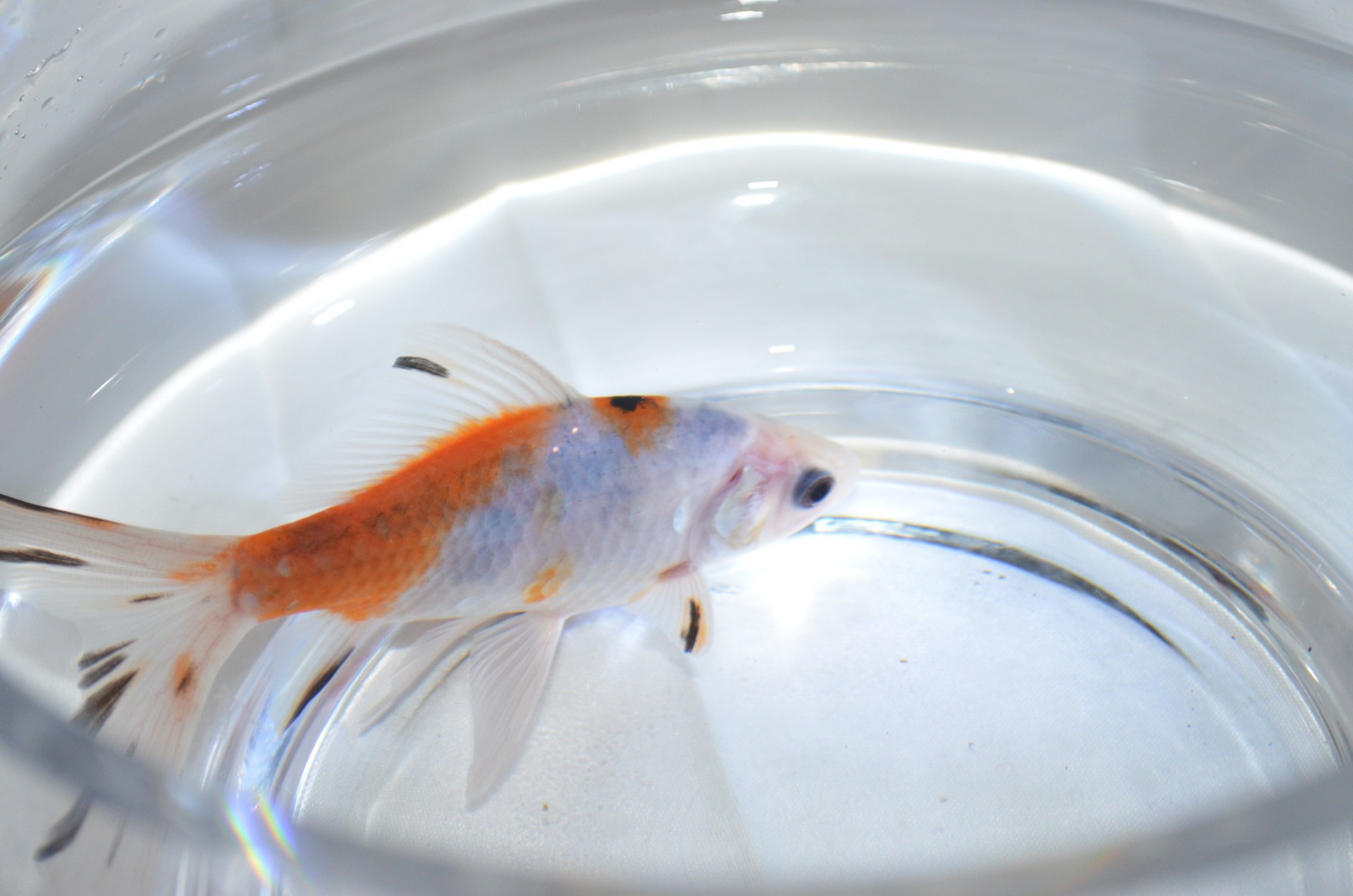 small fish goldfish free photo