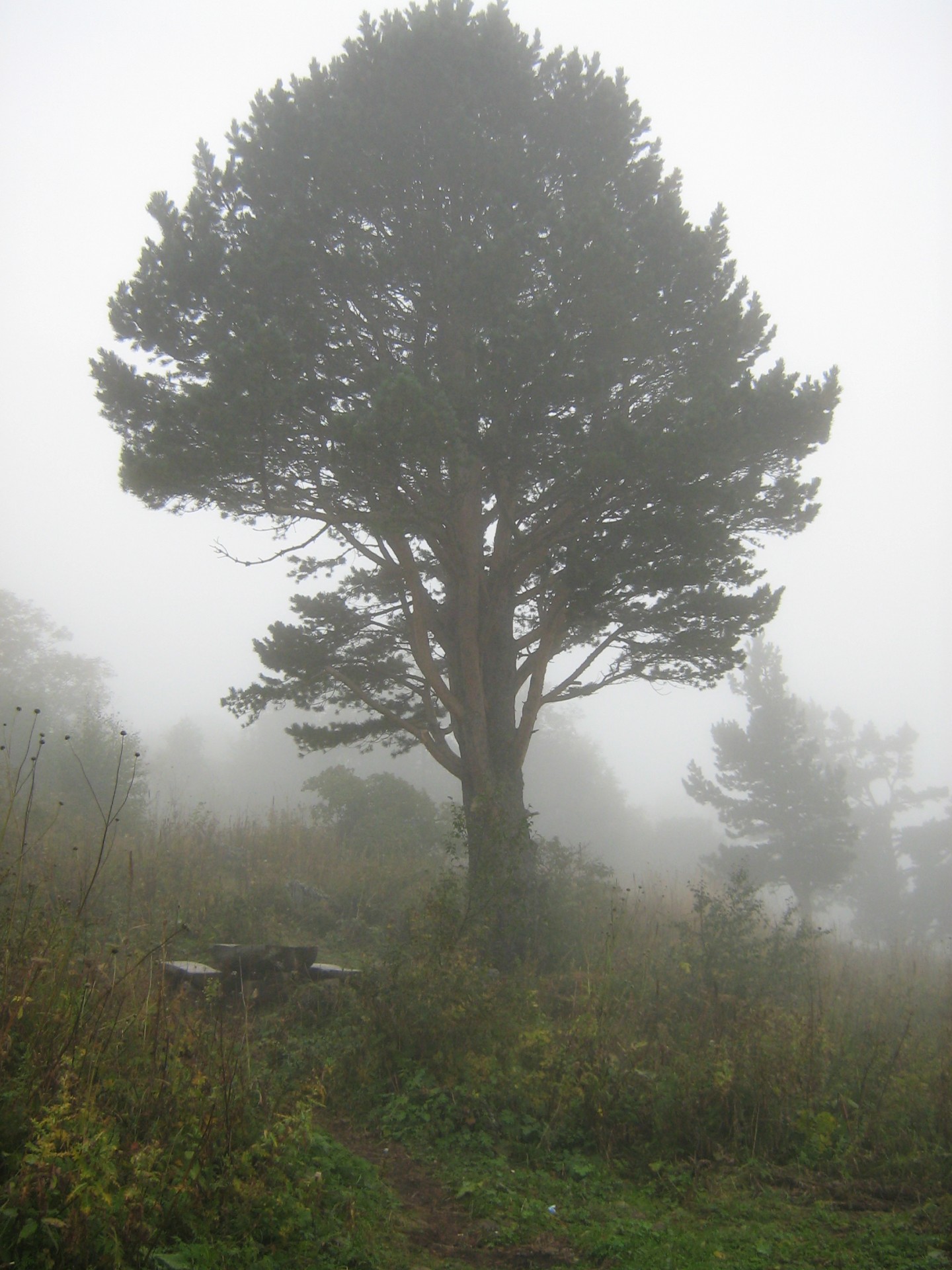 fog tree mountain free photo