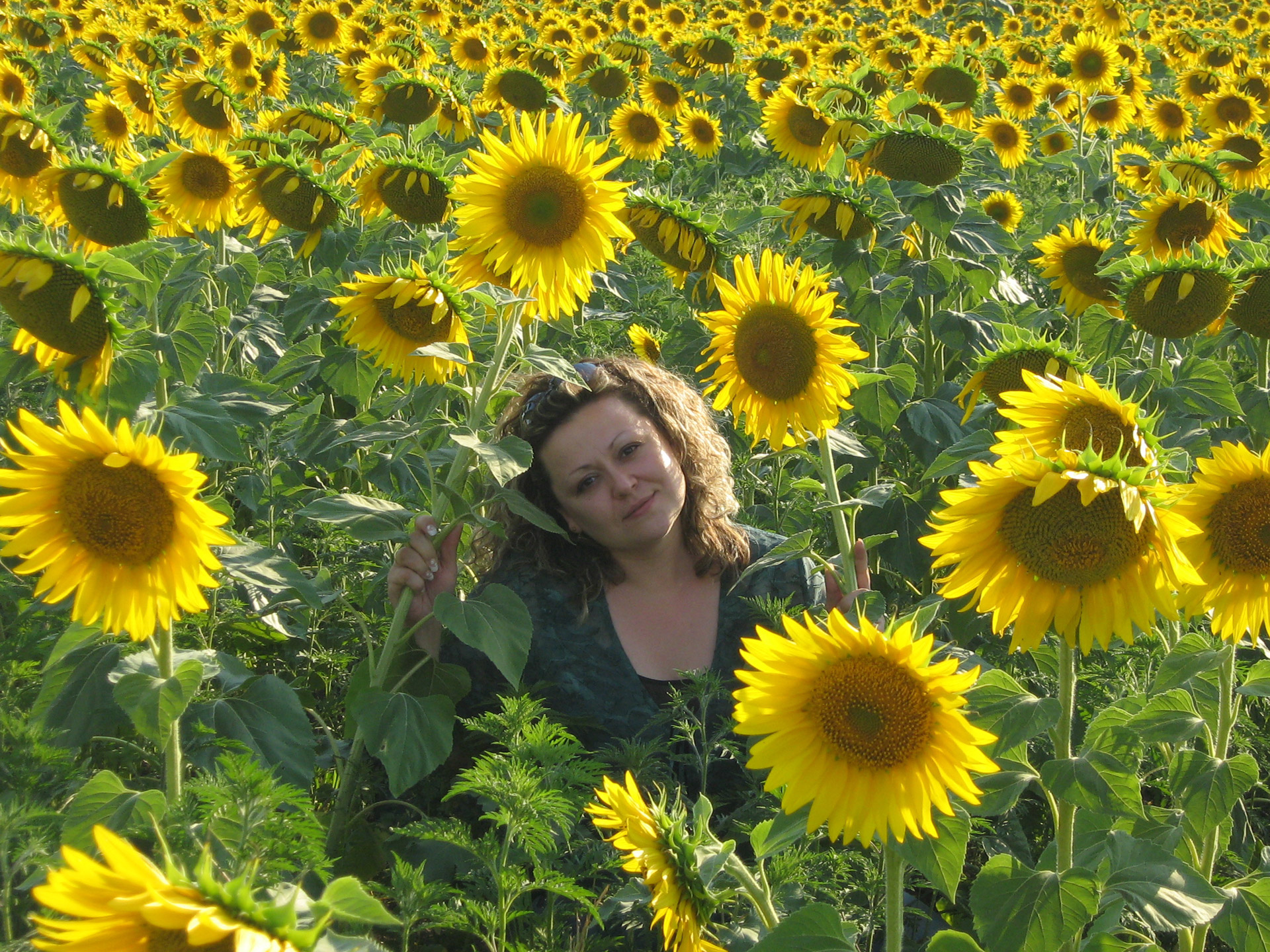 girl portrait sunflower free photo