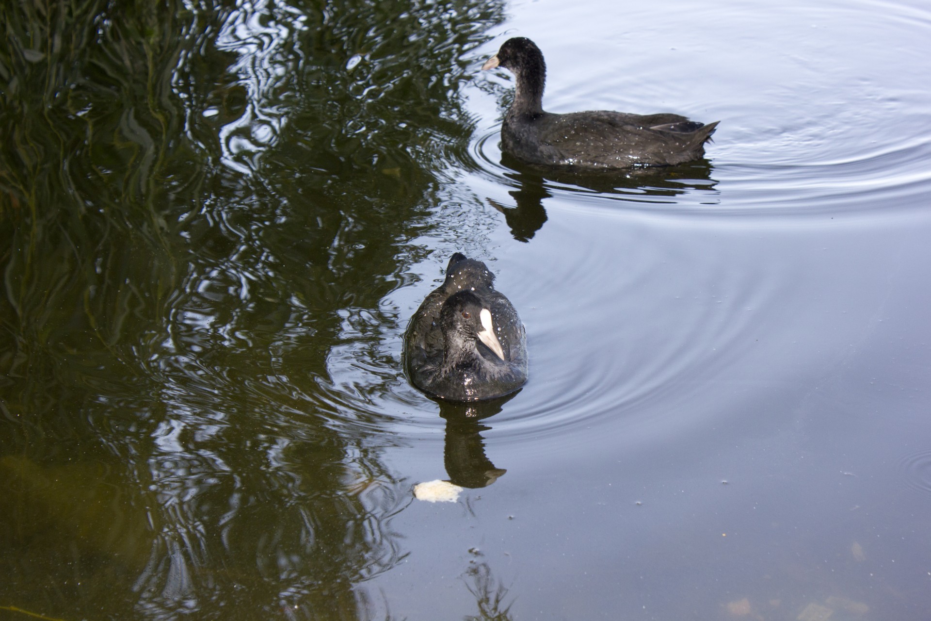 duck river waterfowl free photo