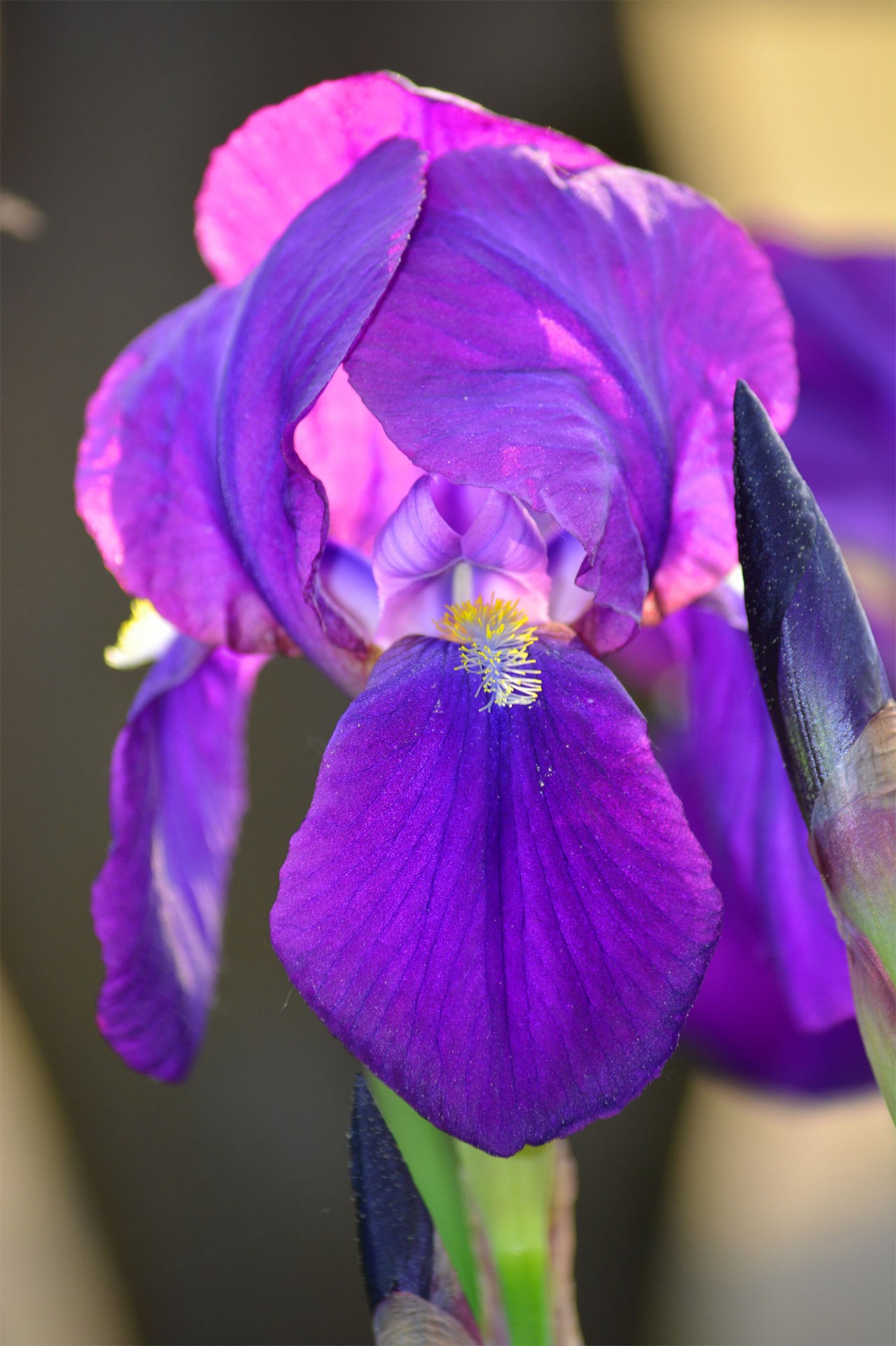 Ирисы Lilac Domino