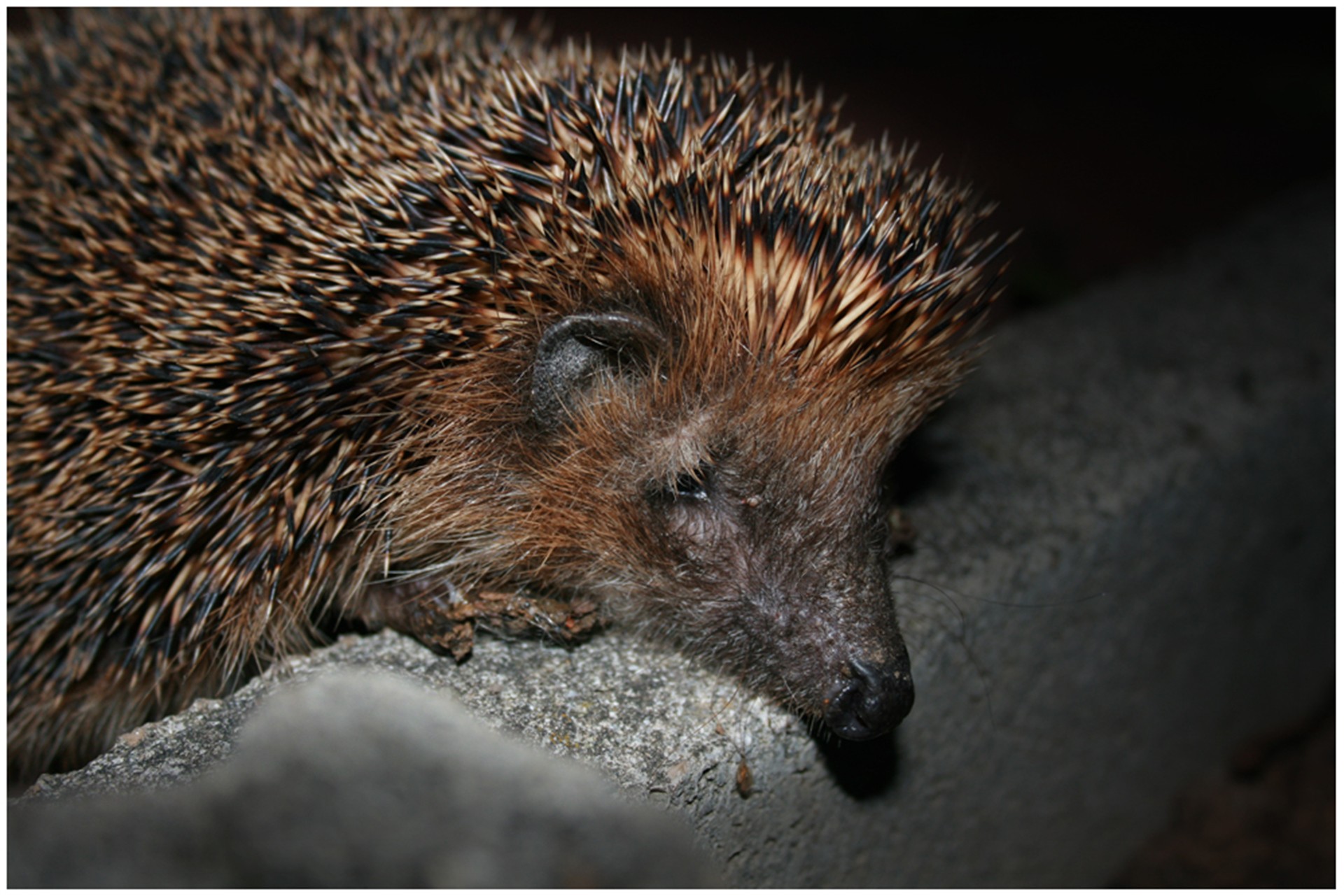 hedgehog night guest free photo