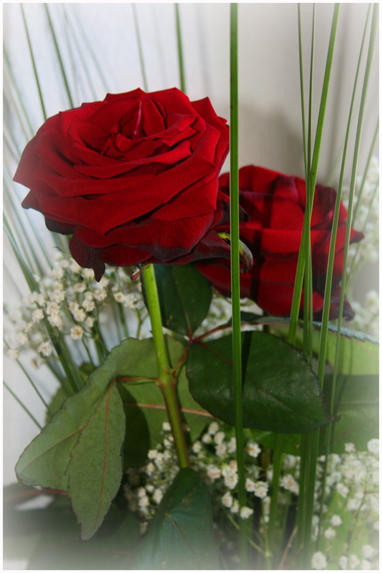 Две розы фото картинки