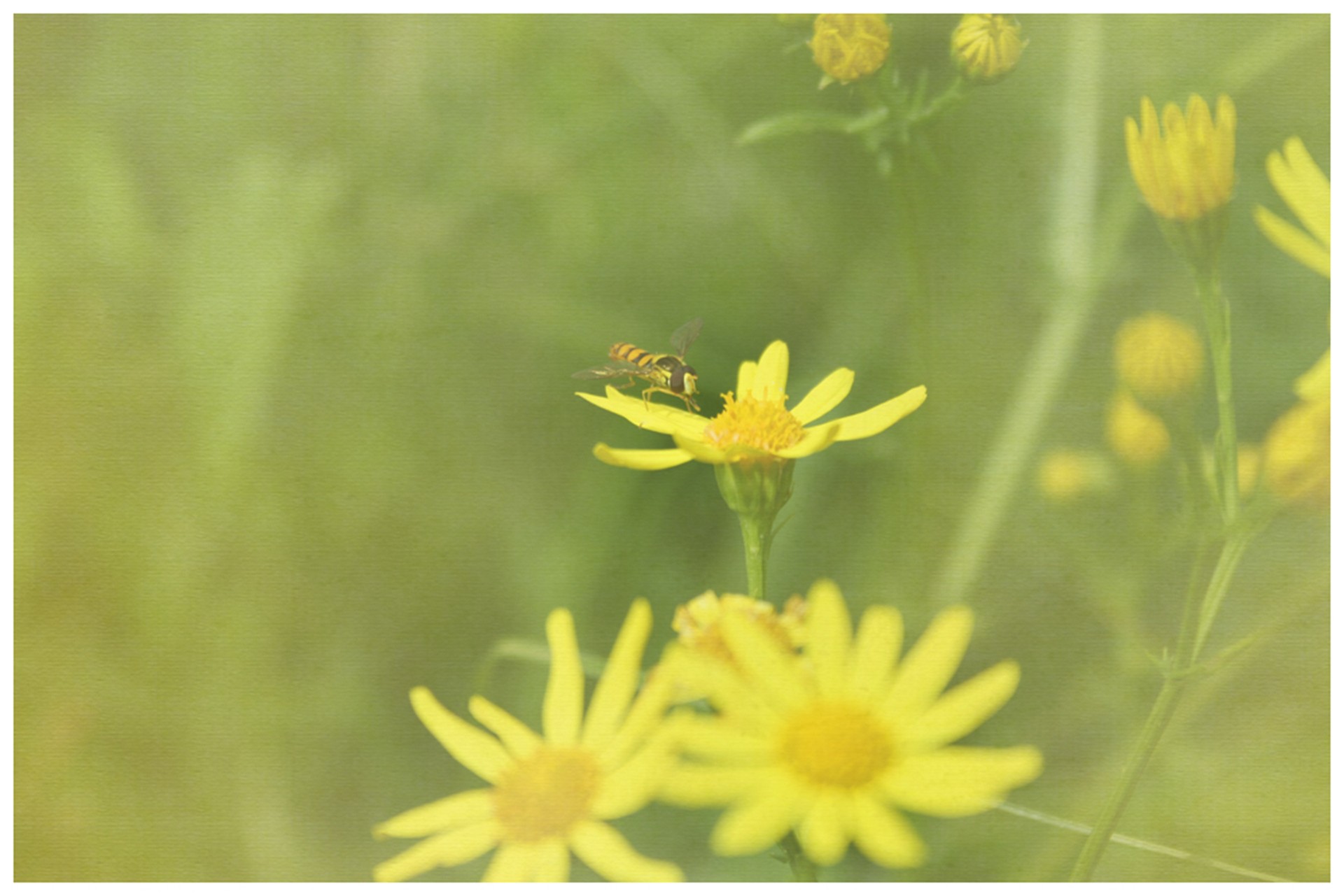 yellow flowers fly free photo