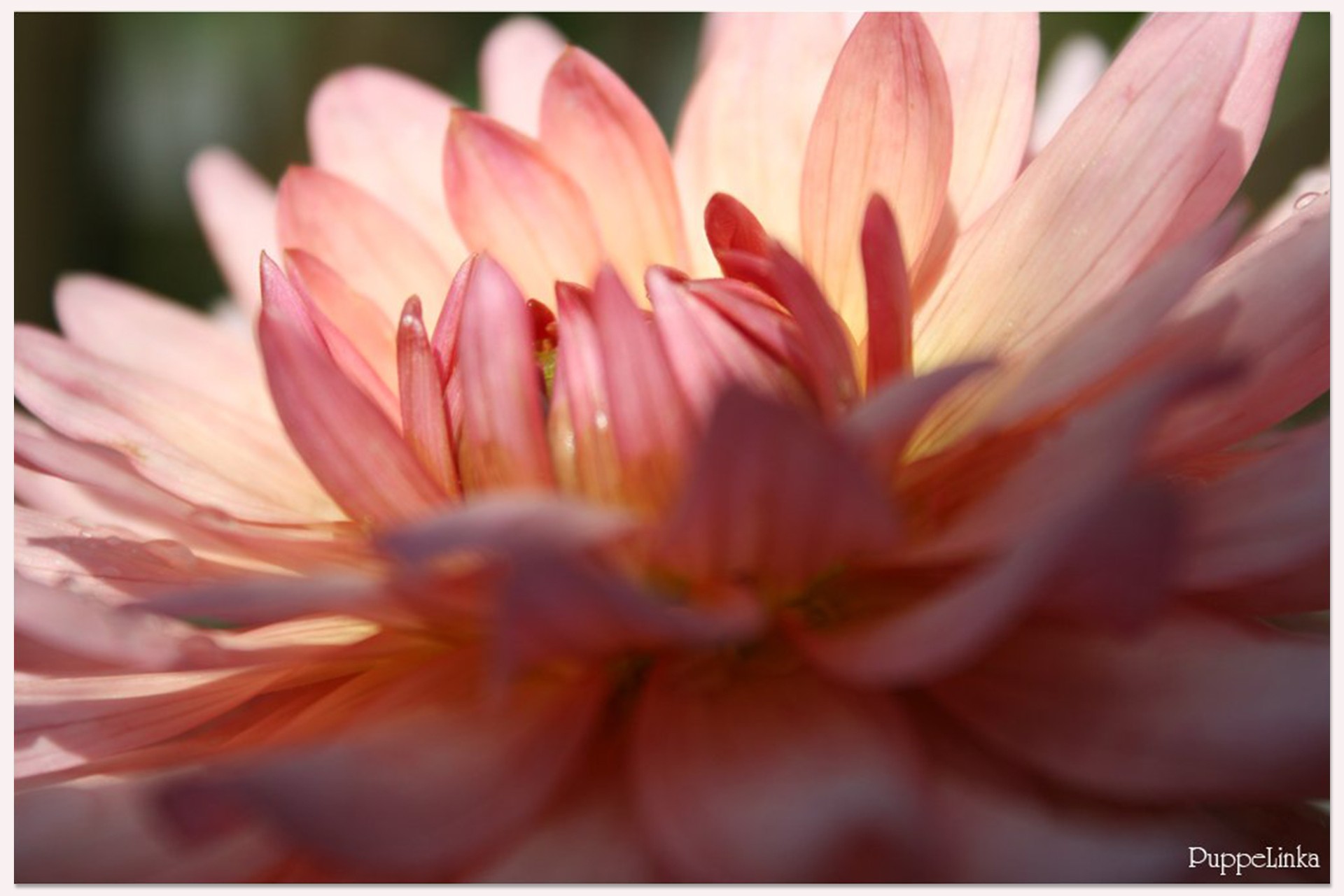 pink dahlia flowers free photo