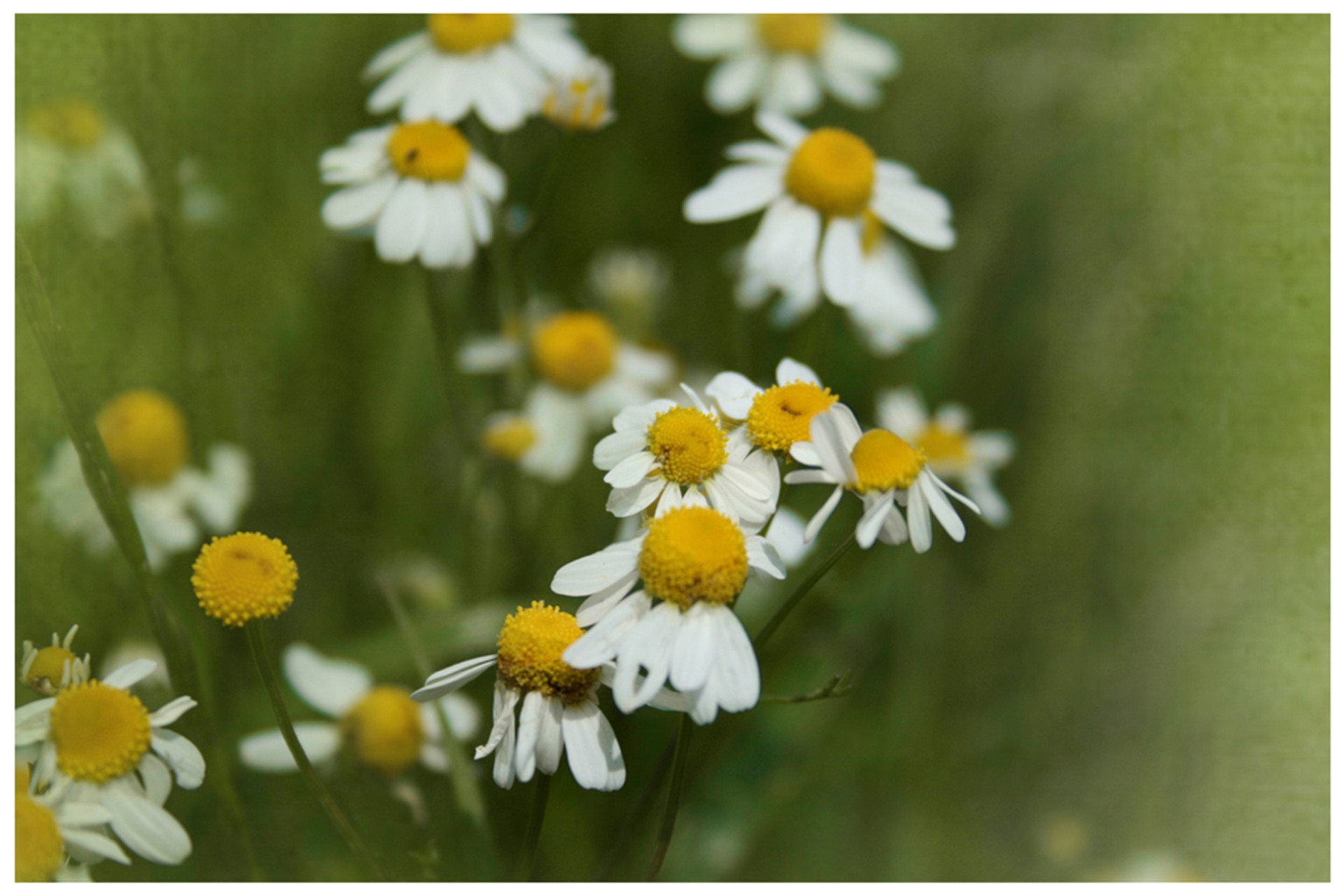 field daisies summer flowers free photo