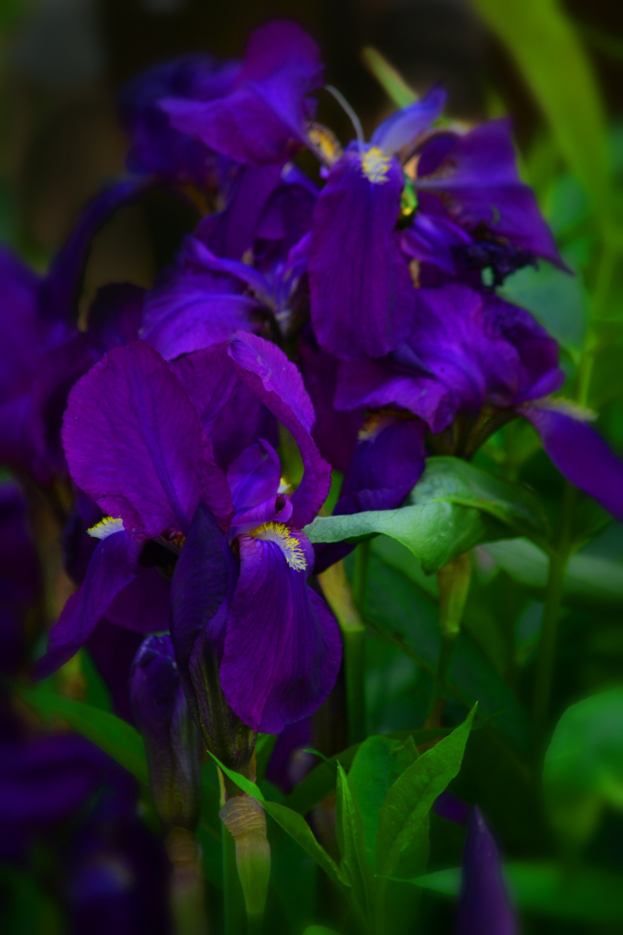 iris purple summer free photo