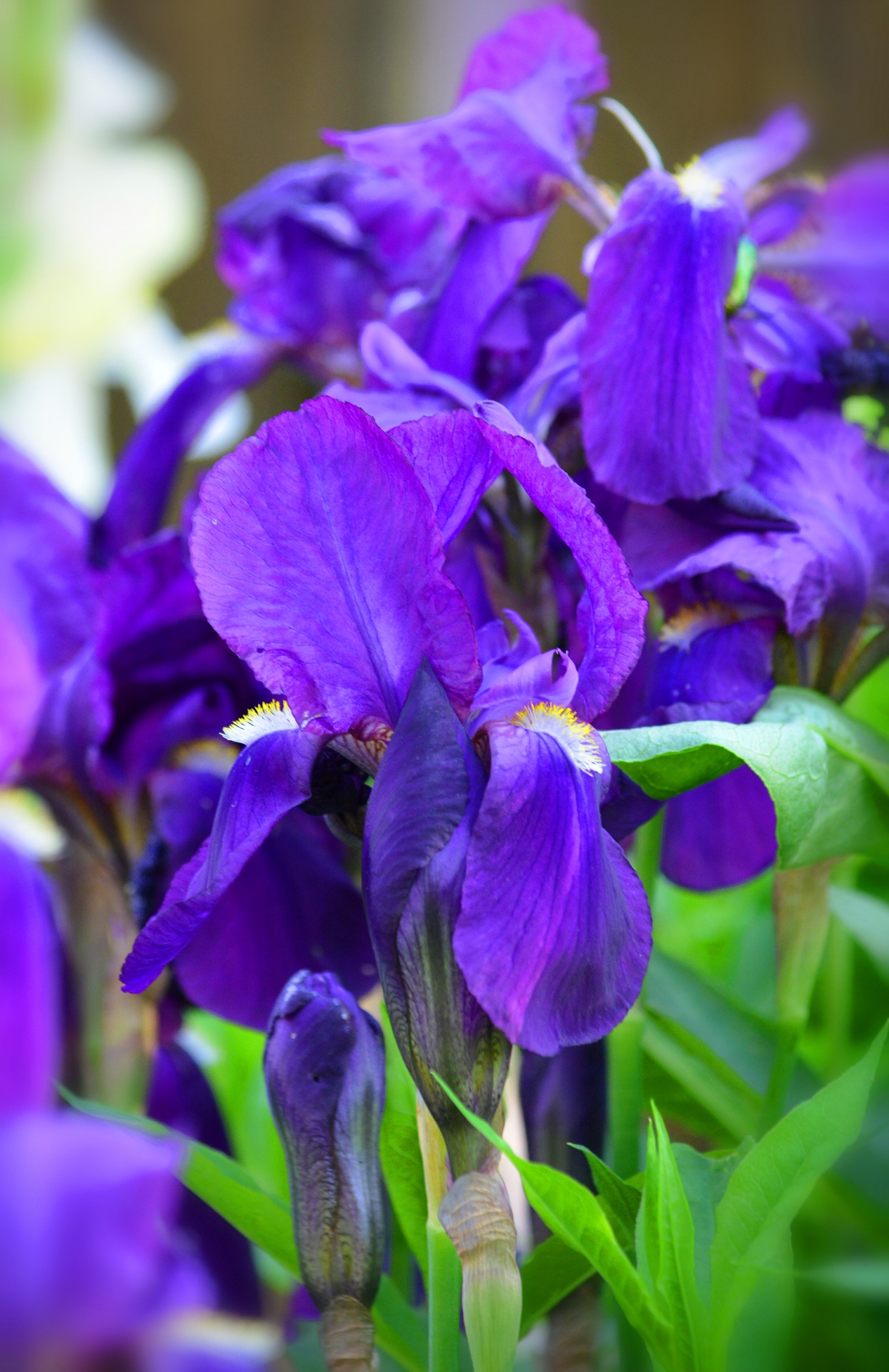 iris purple summer free photo