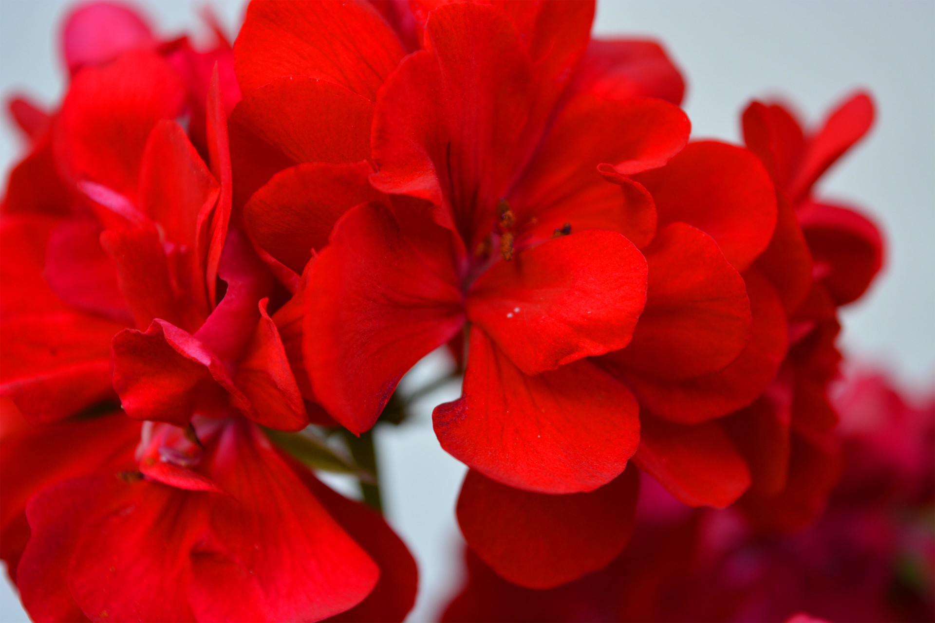 geranium red flowers free photo