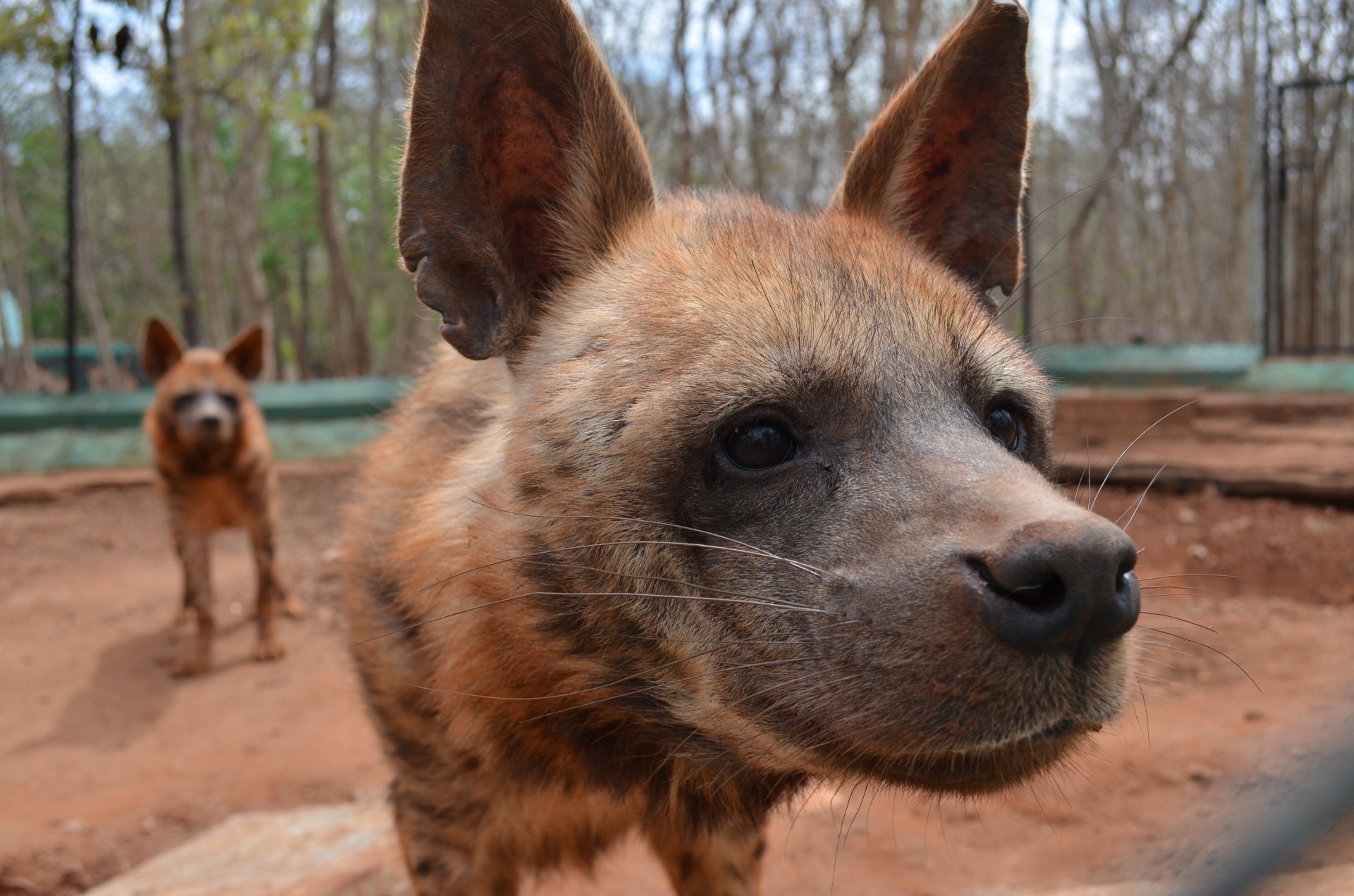 wild dog wild dog free photo