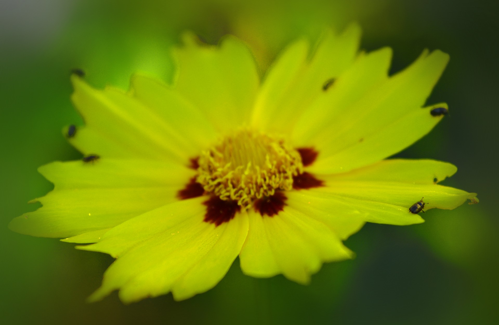 yellow flower summer free photo