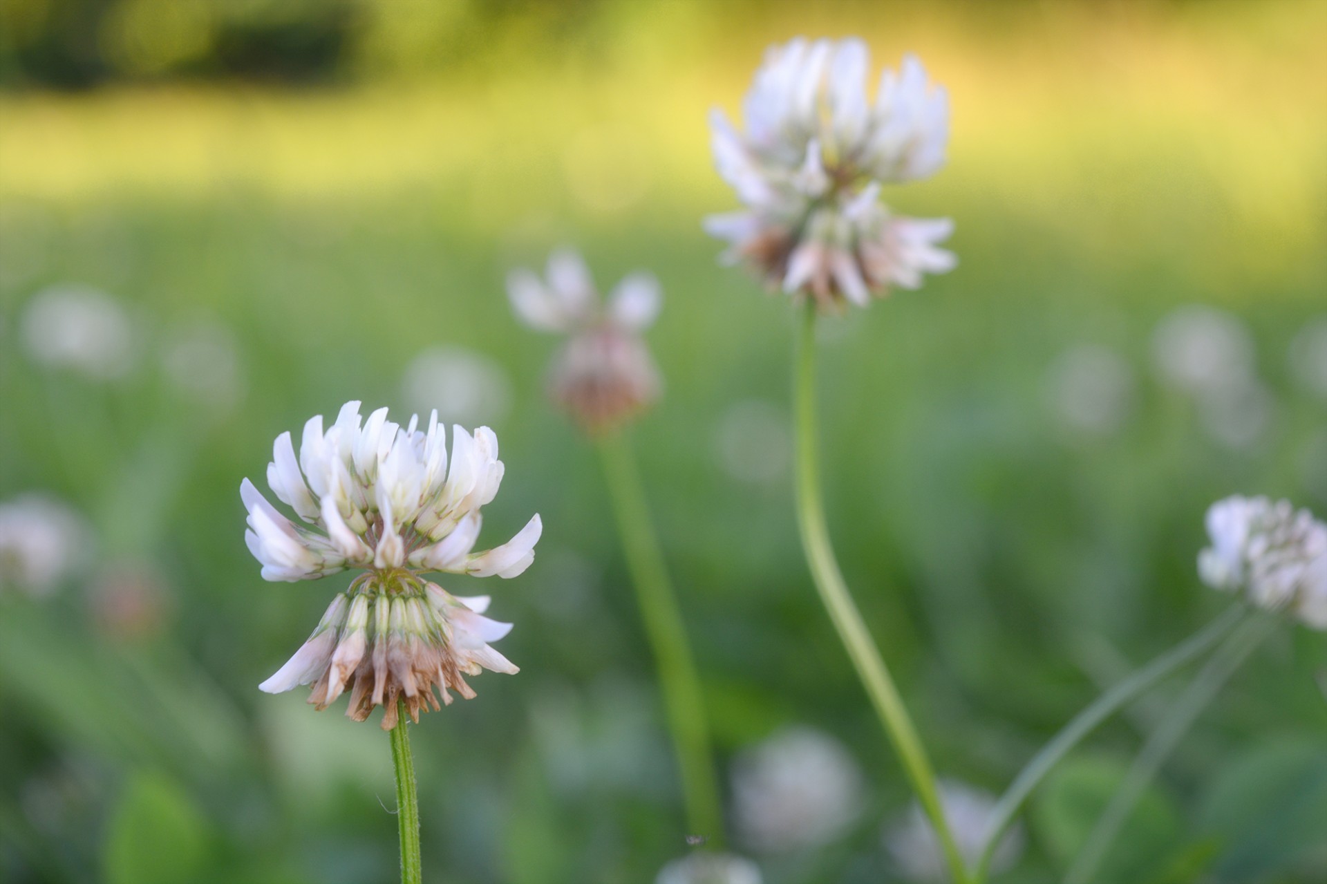 white clover flowers field free photo