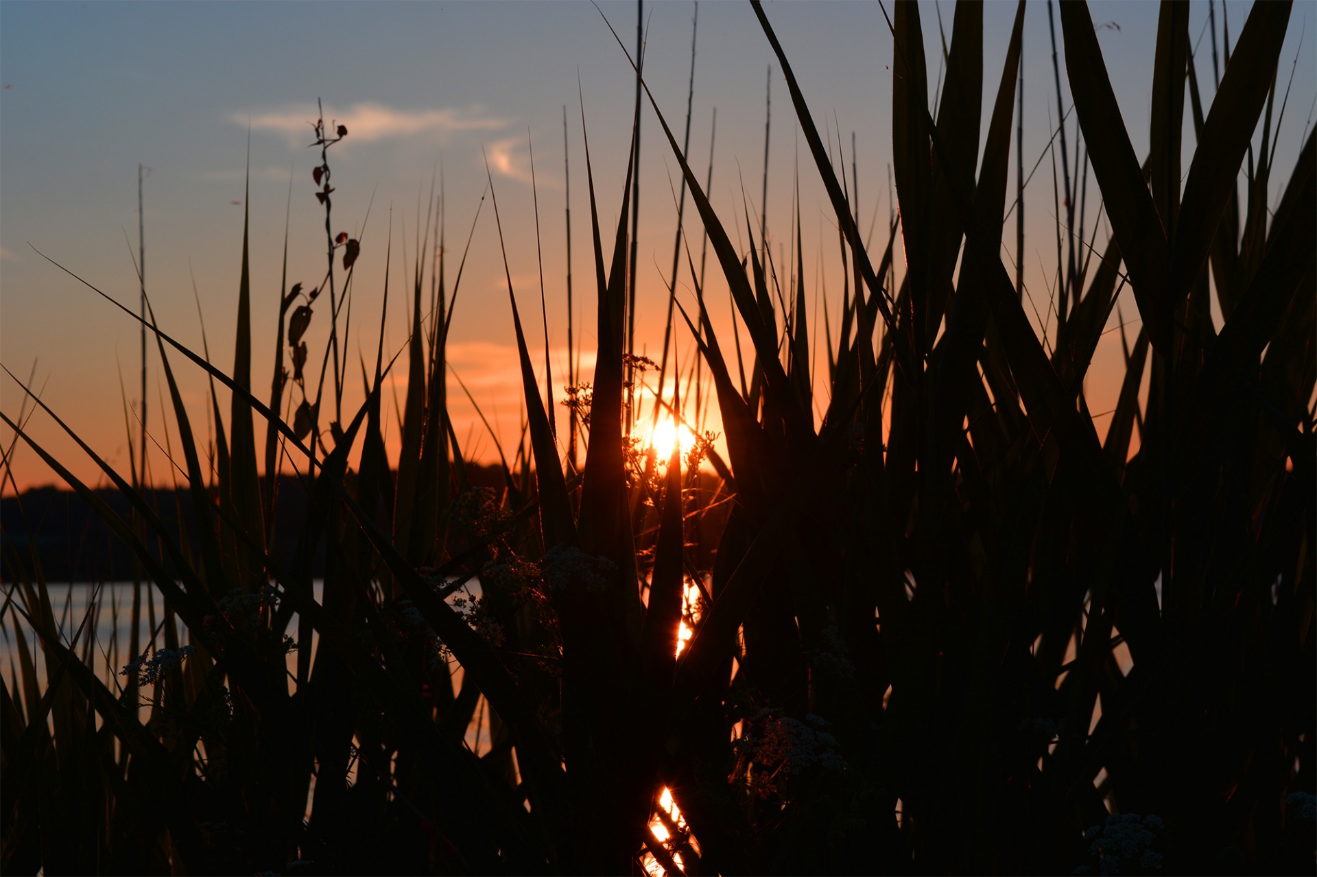 grass lake sunset free photo