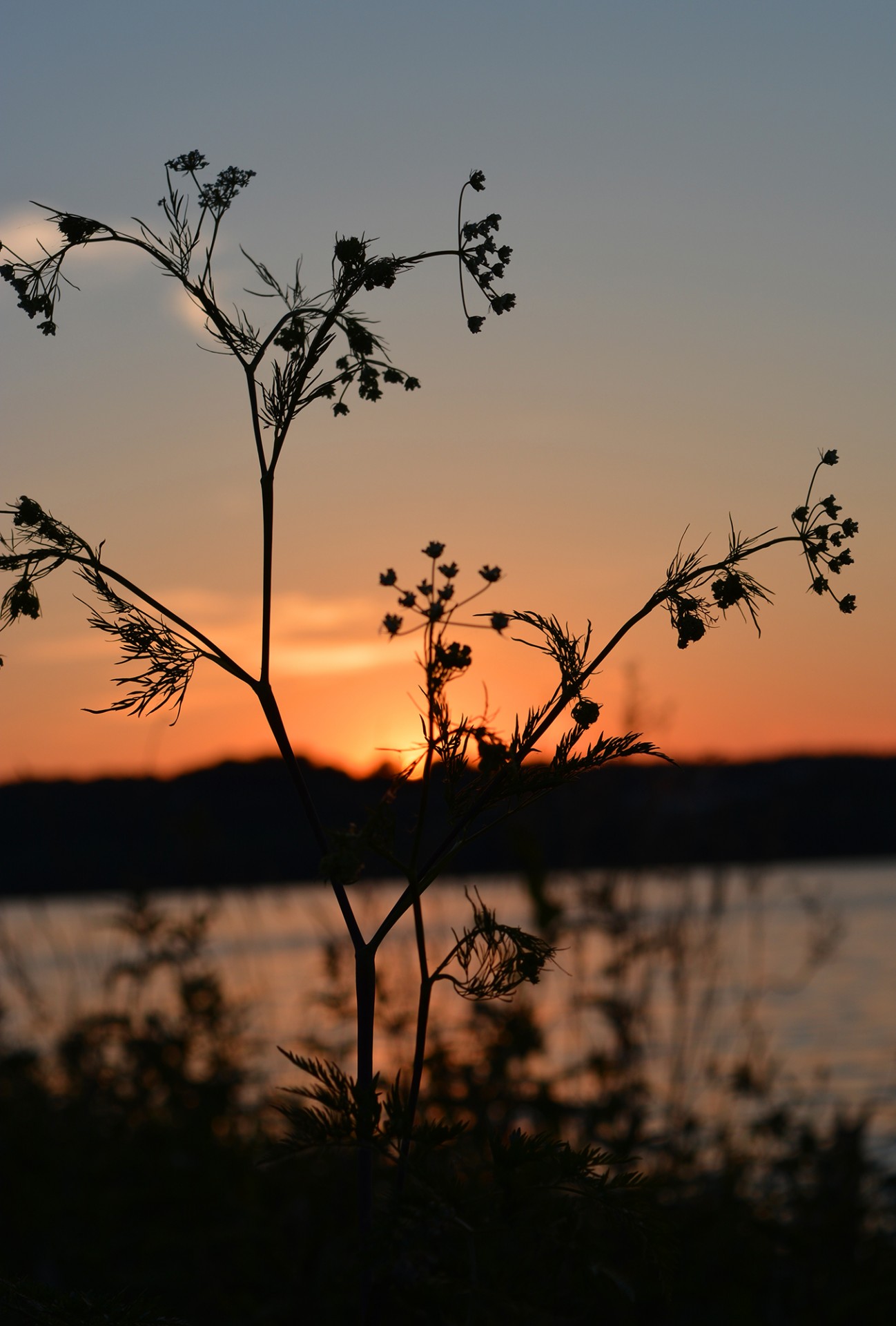 grass lake sunset free photo