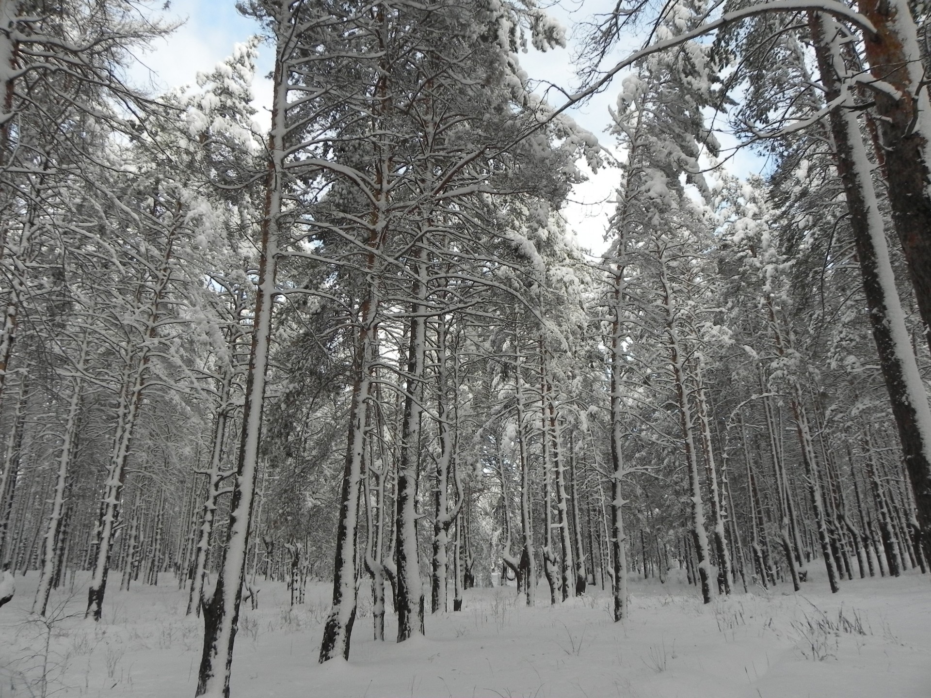 winter forest landscape free photo