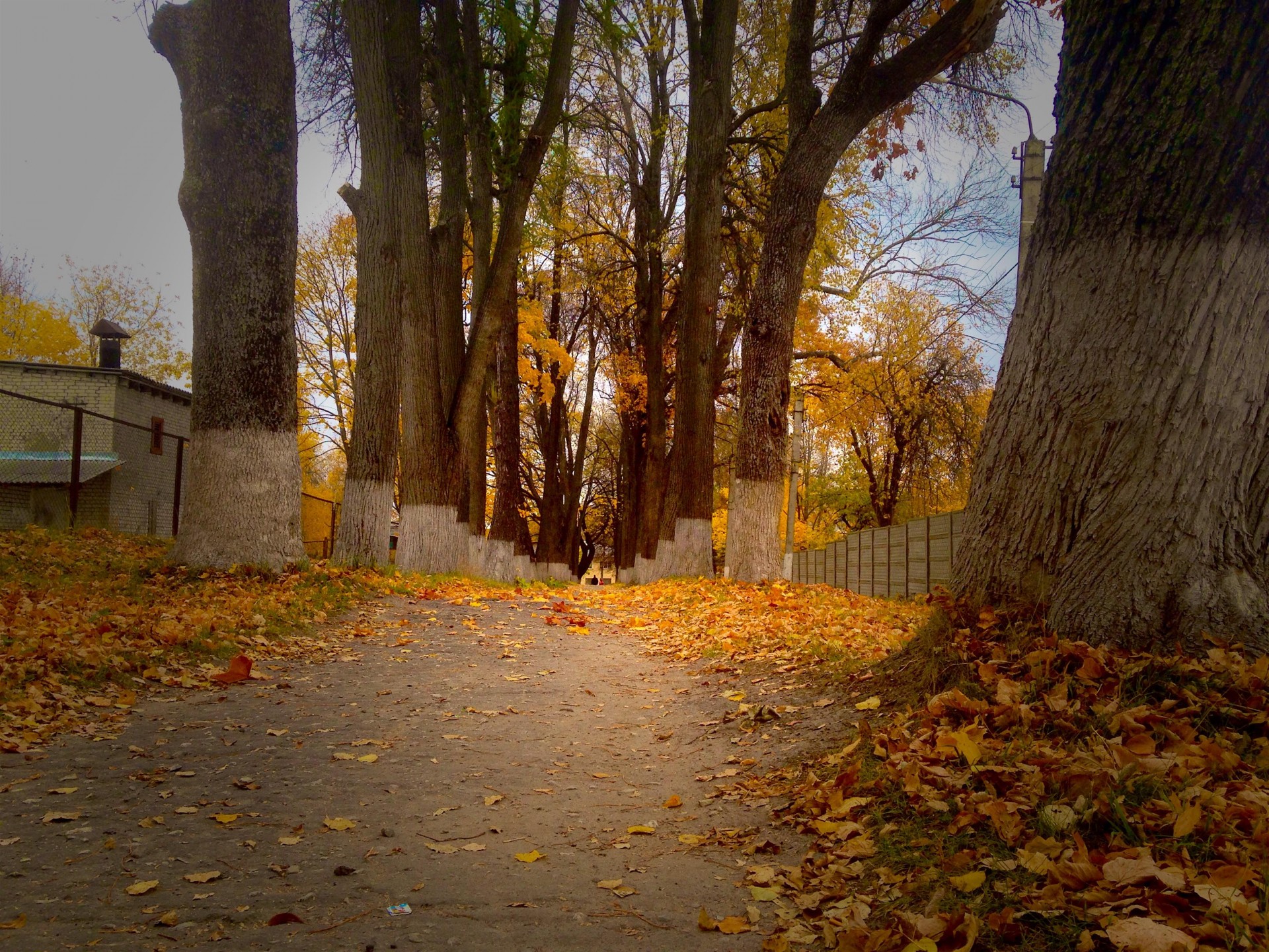 autumn leaves alley free photo