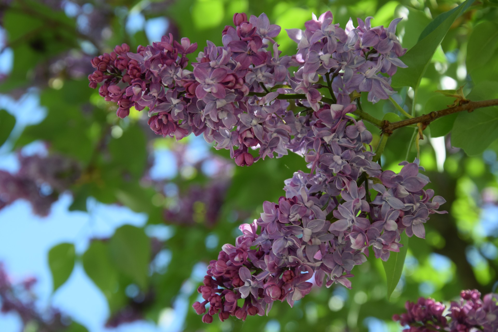 may spring lilac free photo