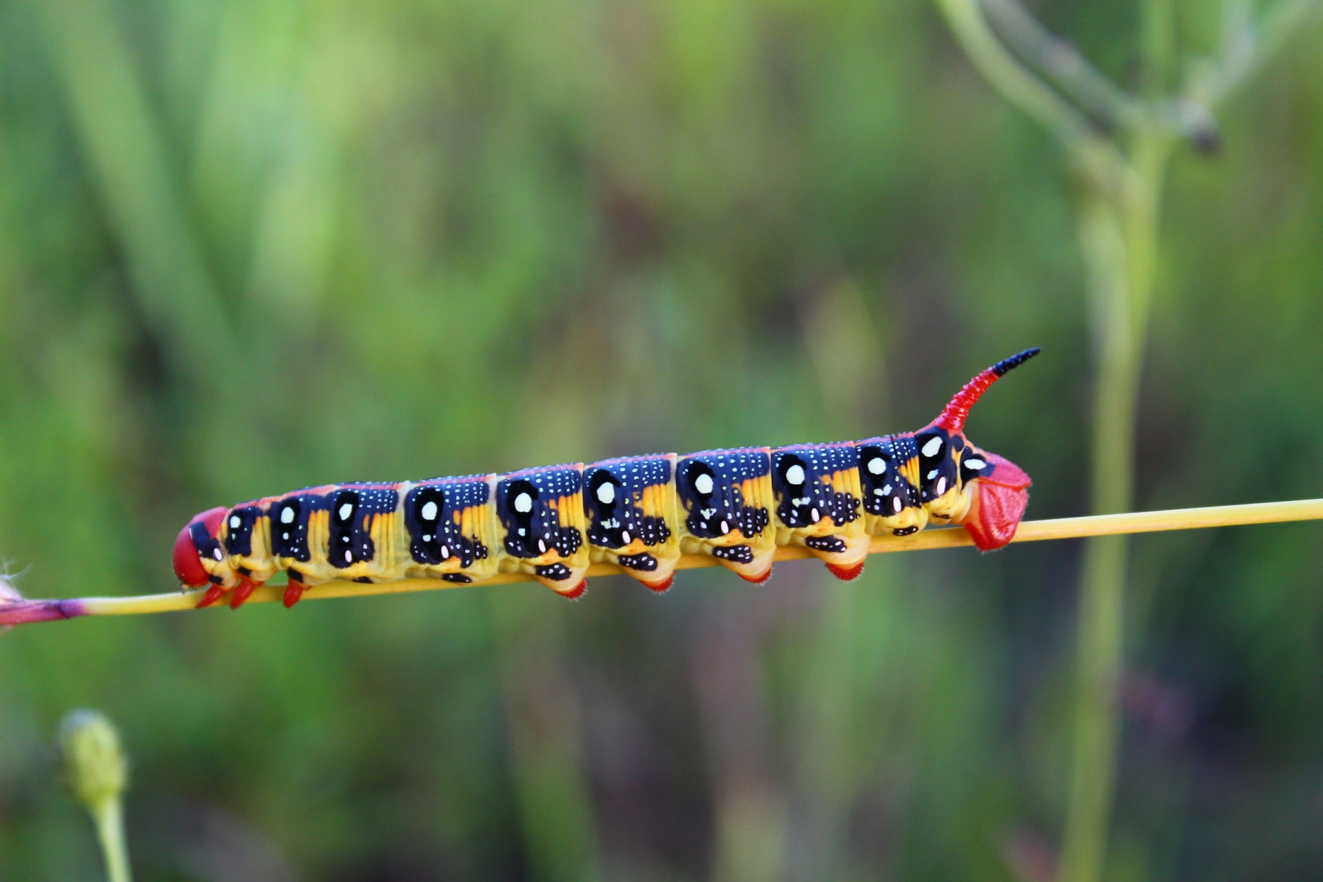 caterpillar insect poisonous free photo