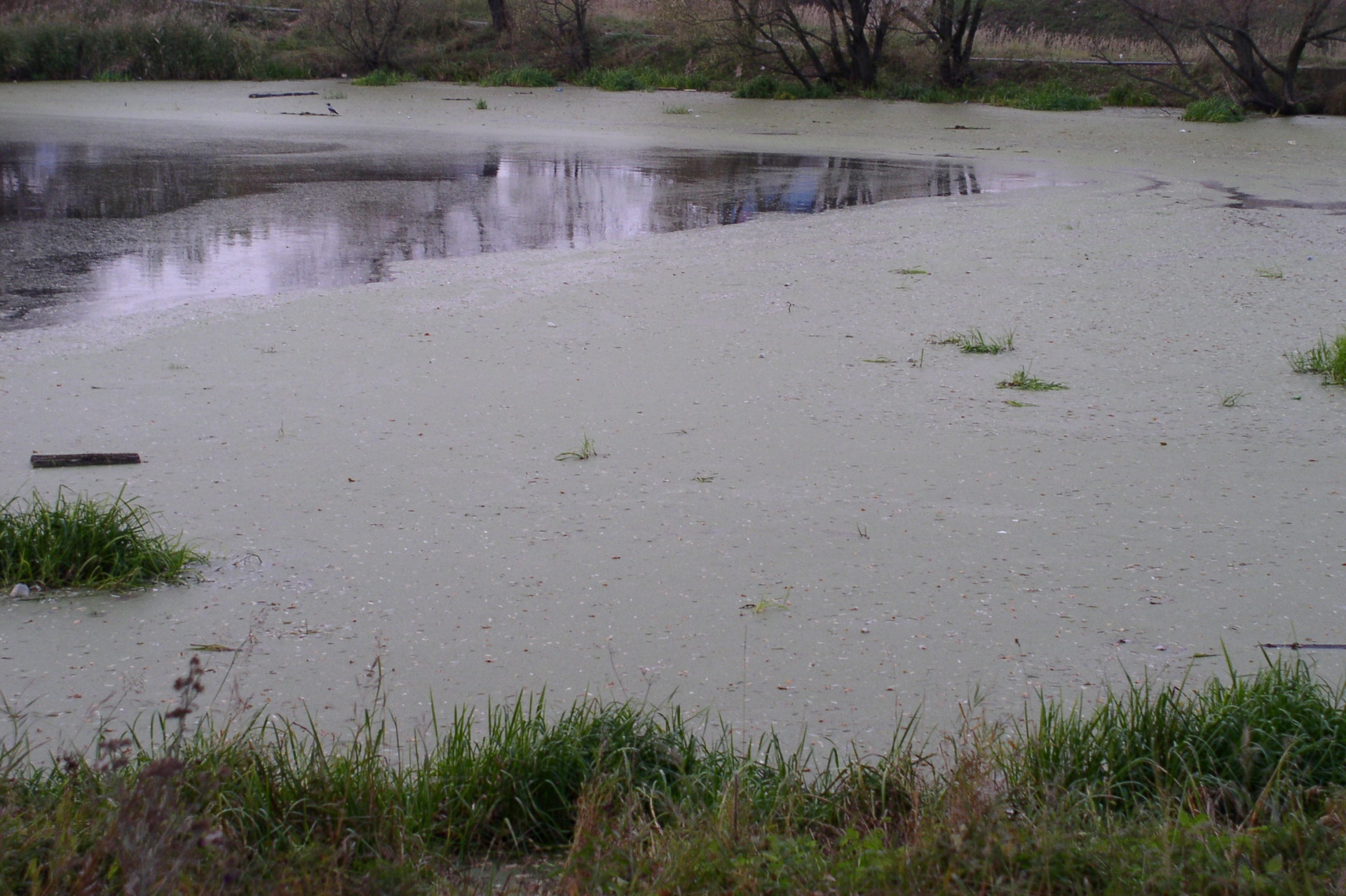 pond mud pond with mud free photo