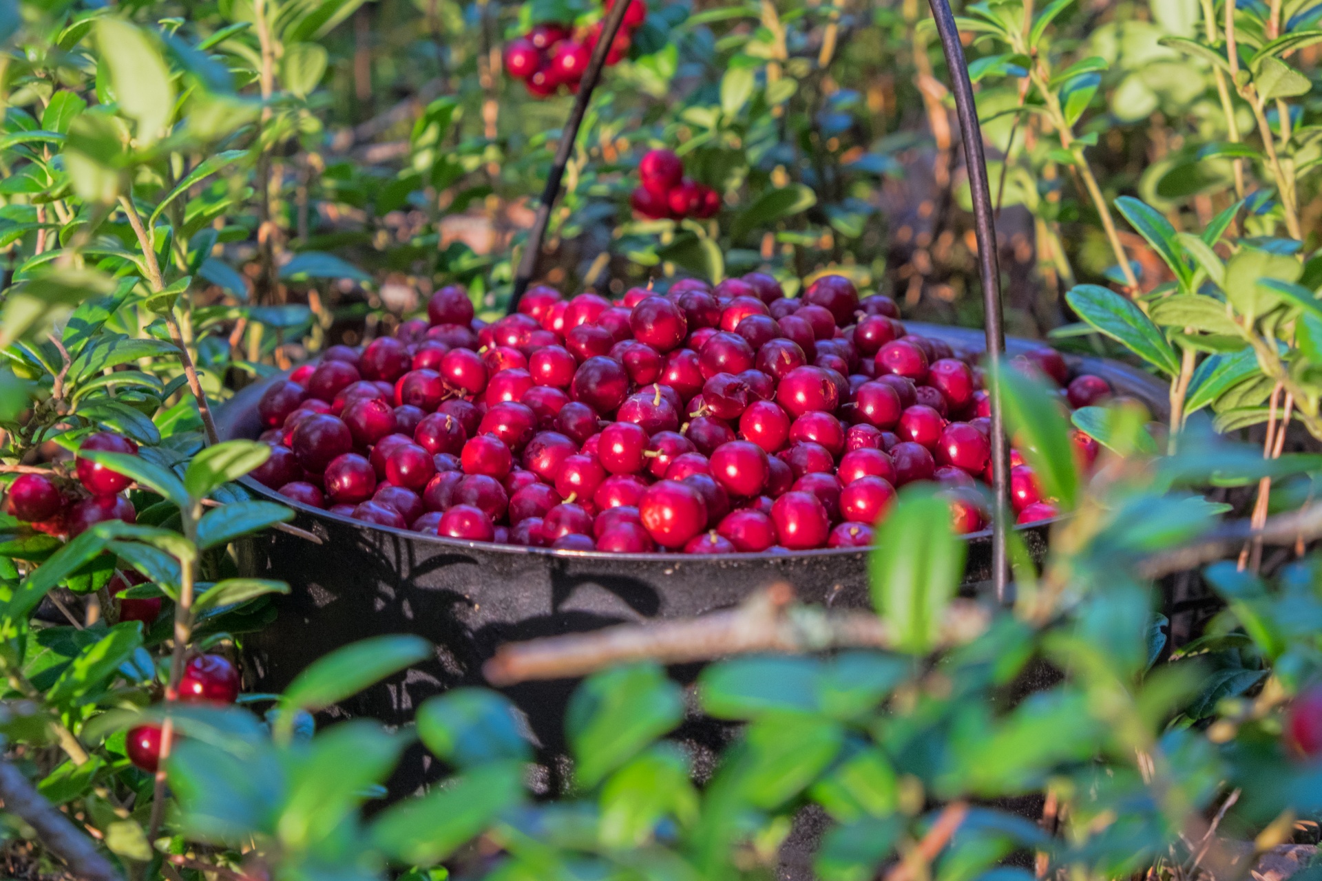 cranberries berry bowler free photo