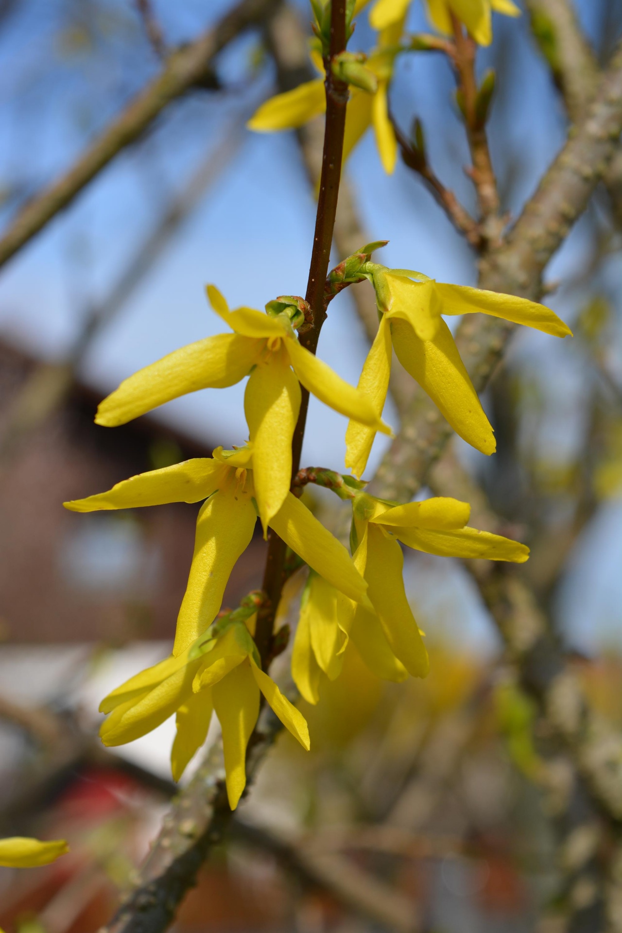 yellow spring bush free photo