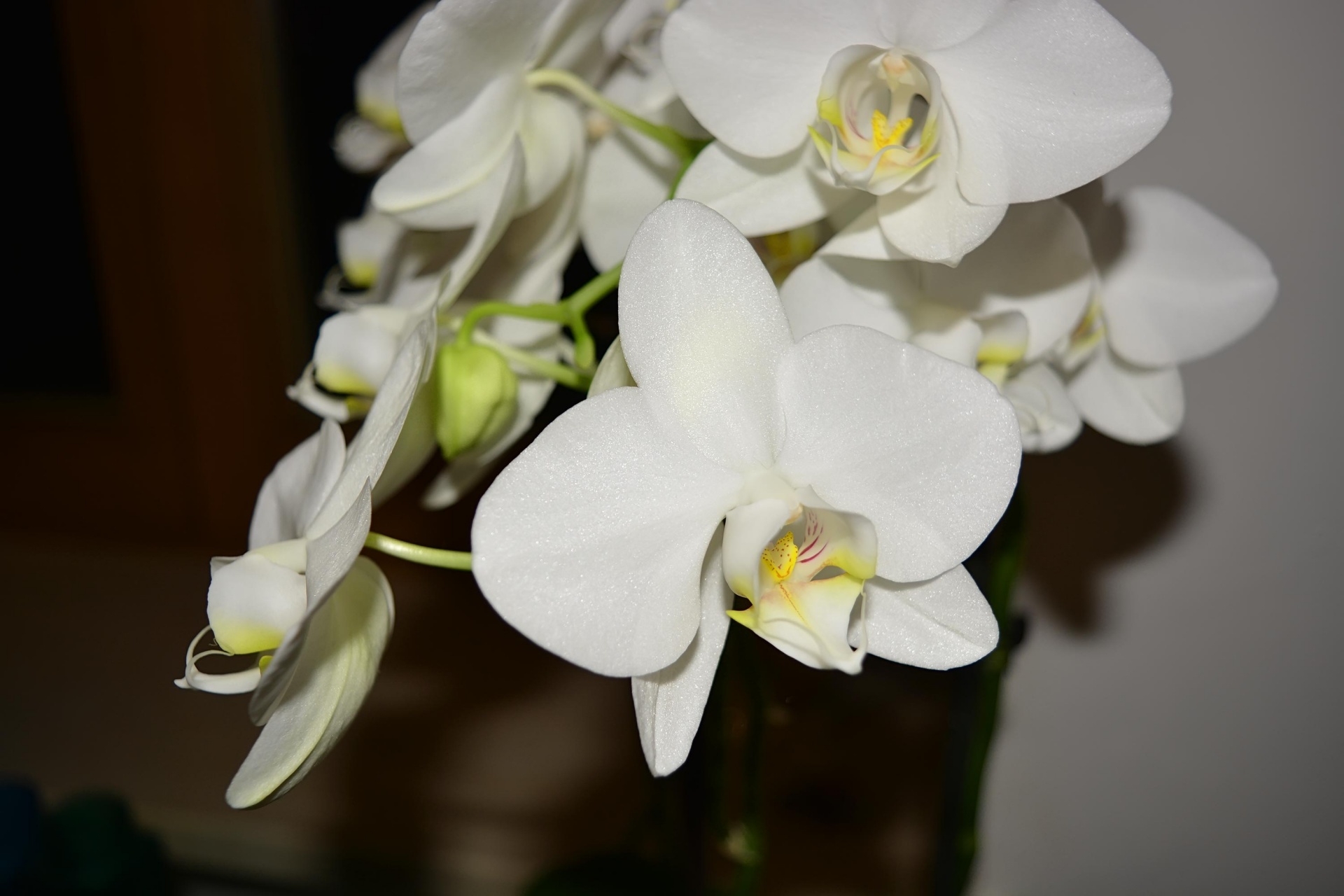 white orchid flowers free photo