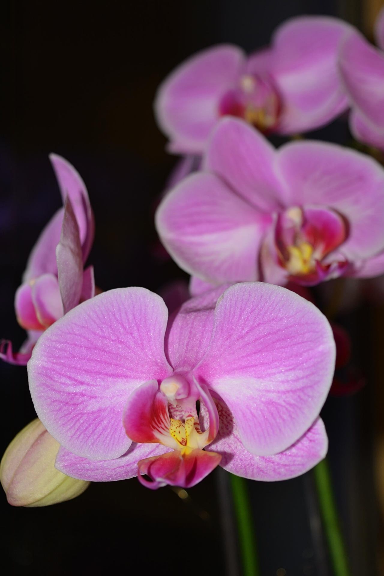 pink orchid flowers free photo