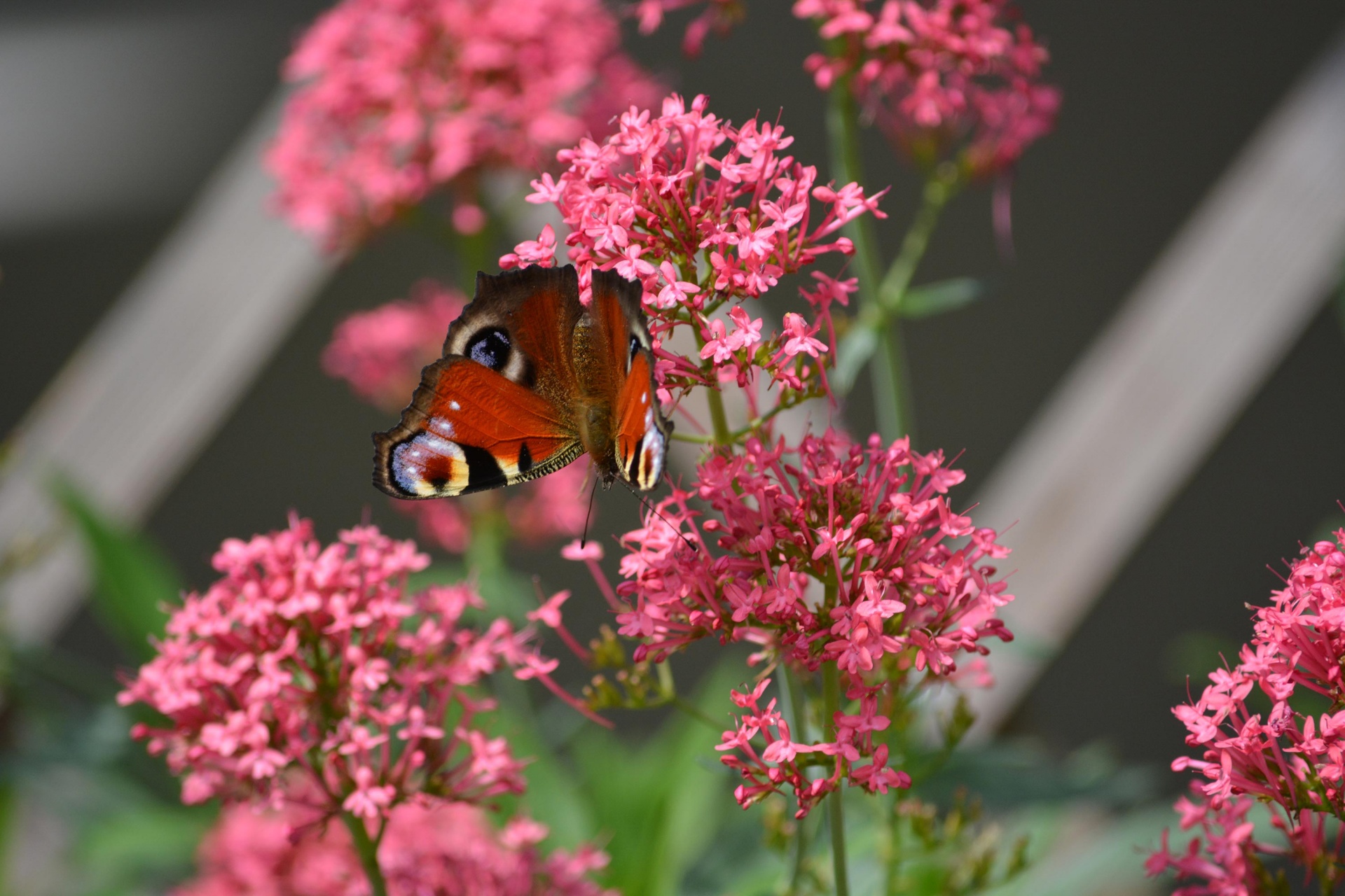 butterfly flowers pink free photo