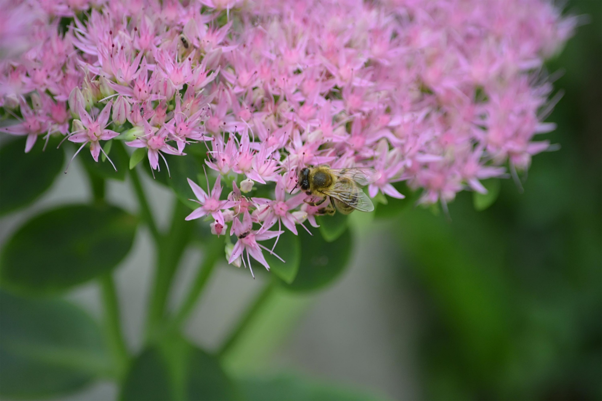 pink green bee free photo