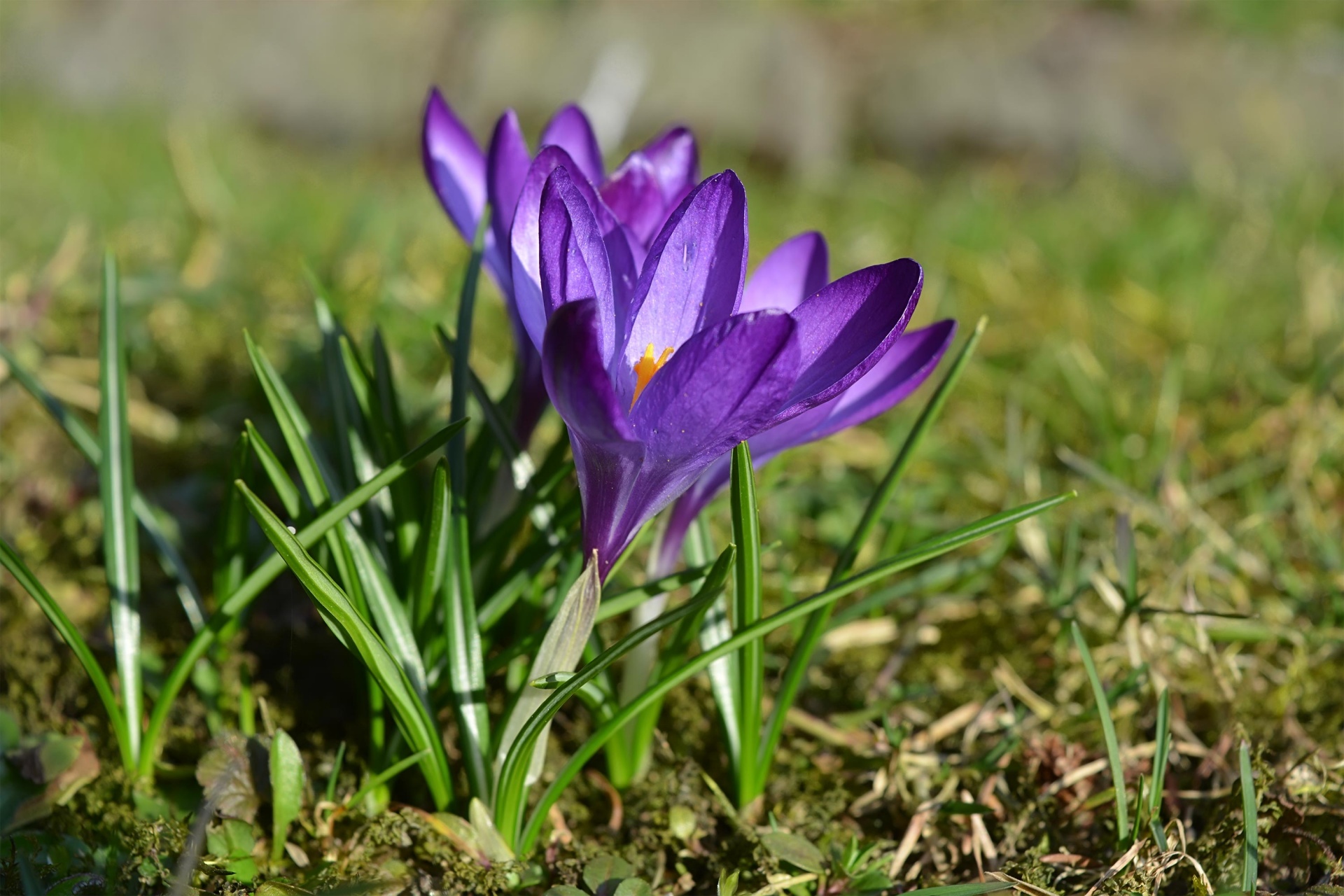 crocuses purple spring free photo