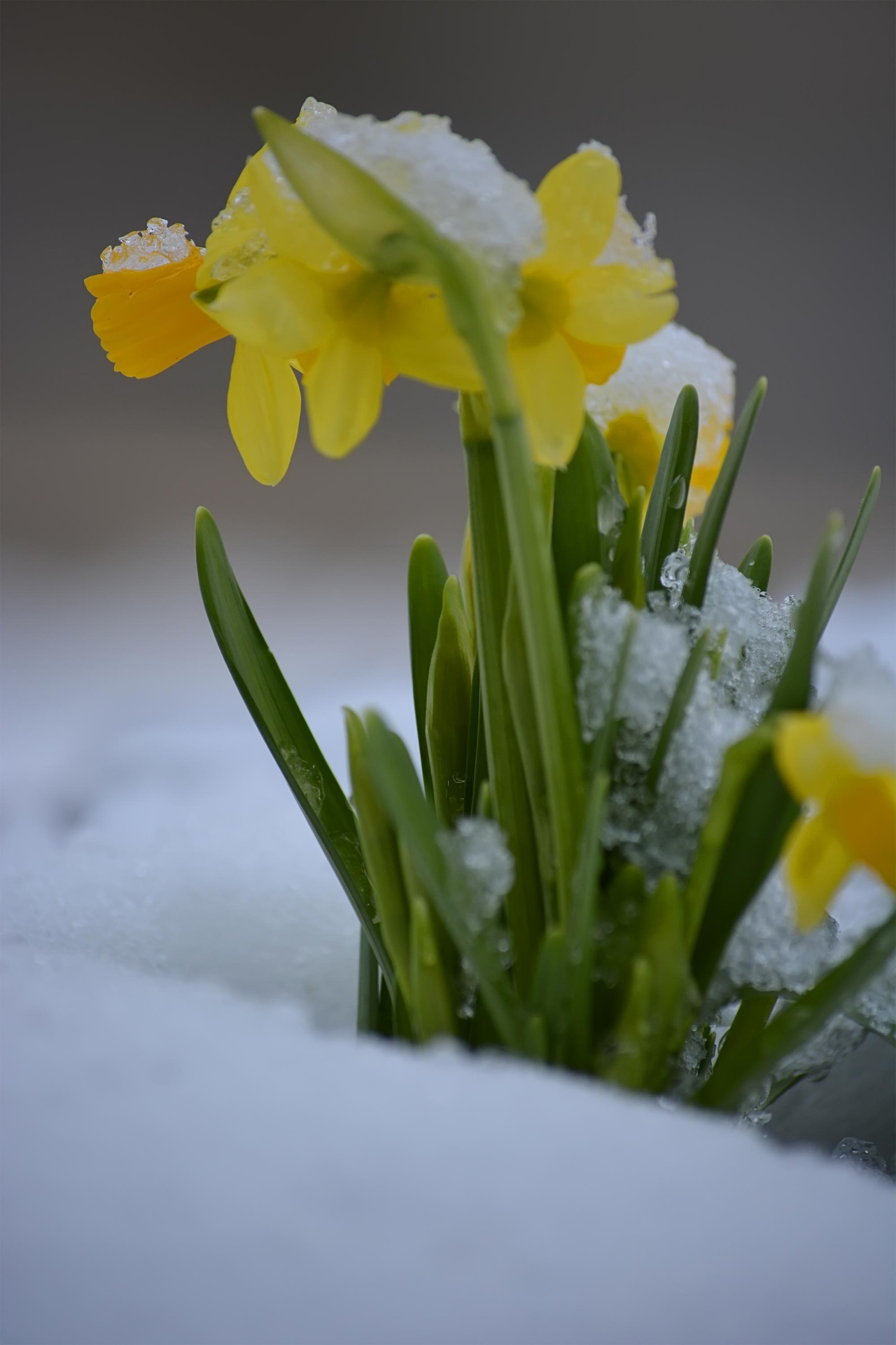 daffodils spring yellow free photo