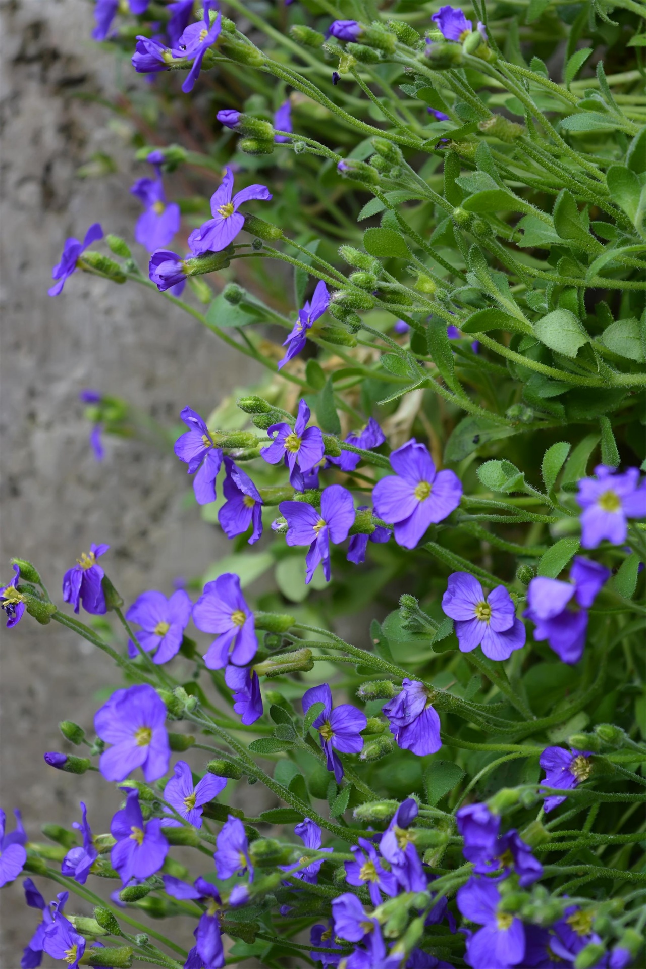 flowers spring purple free photo