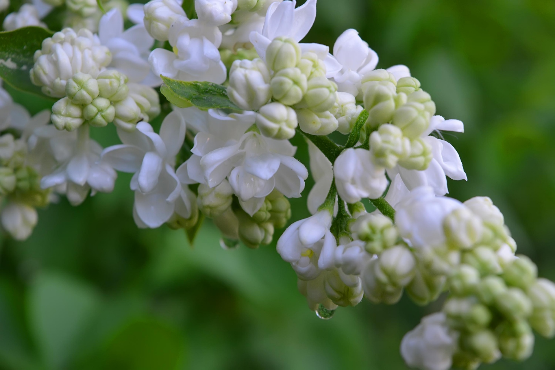 bush lilac white free photo