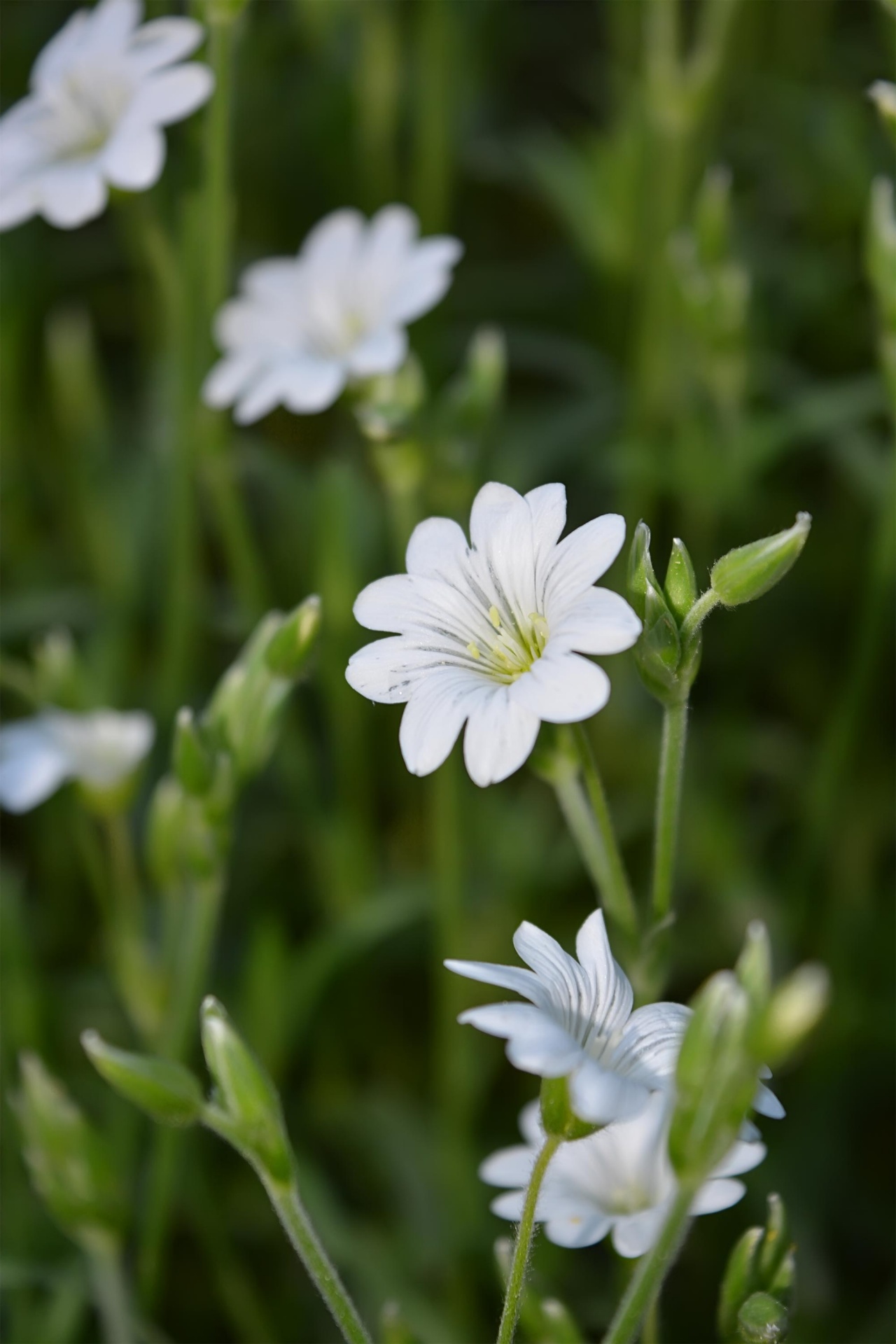 spring flowers white free photo