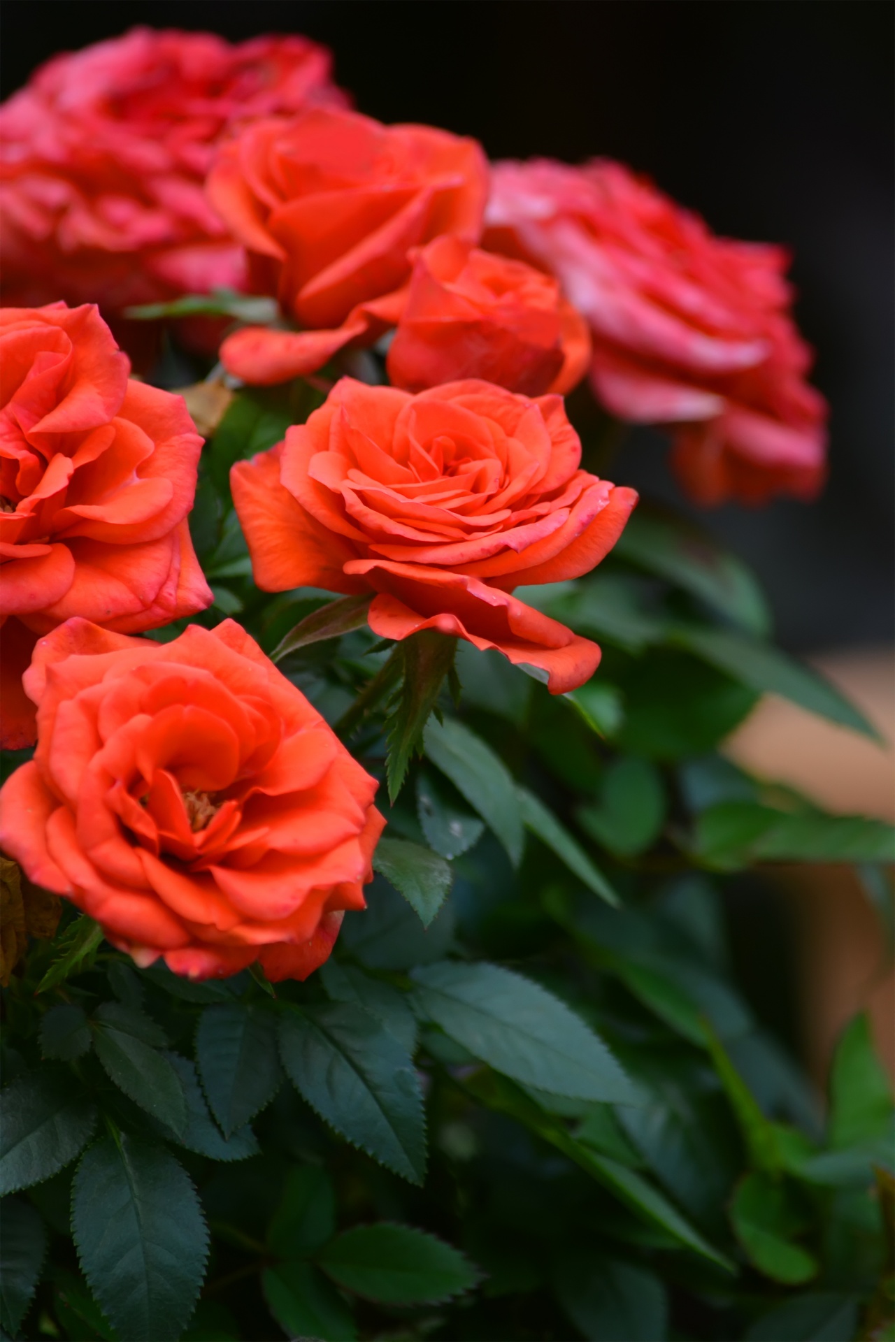 red green rose flowers free photo