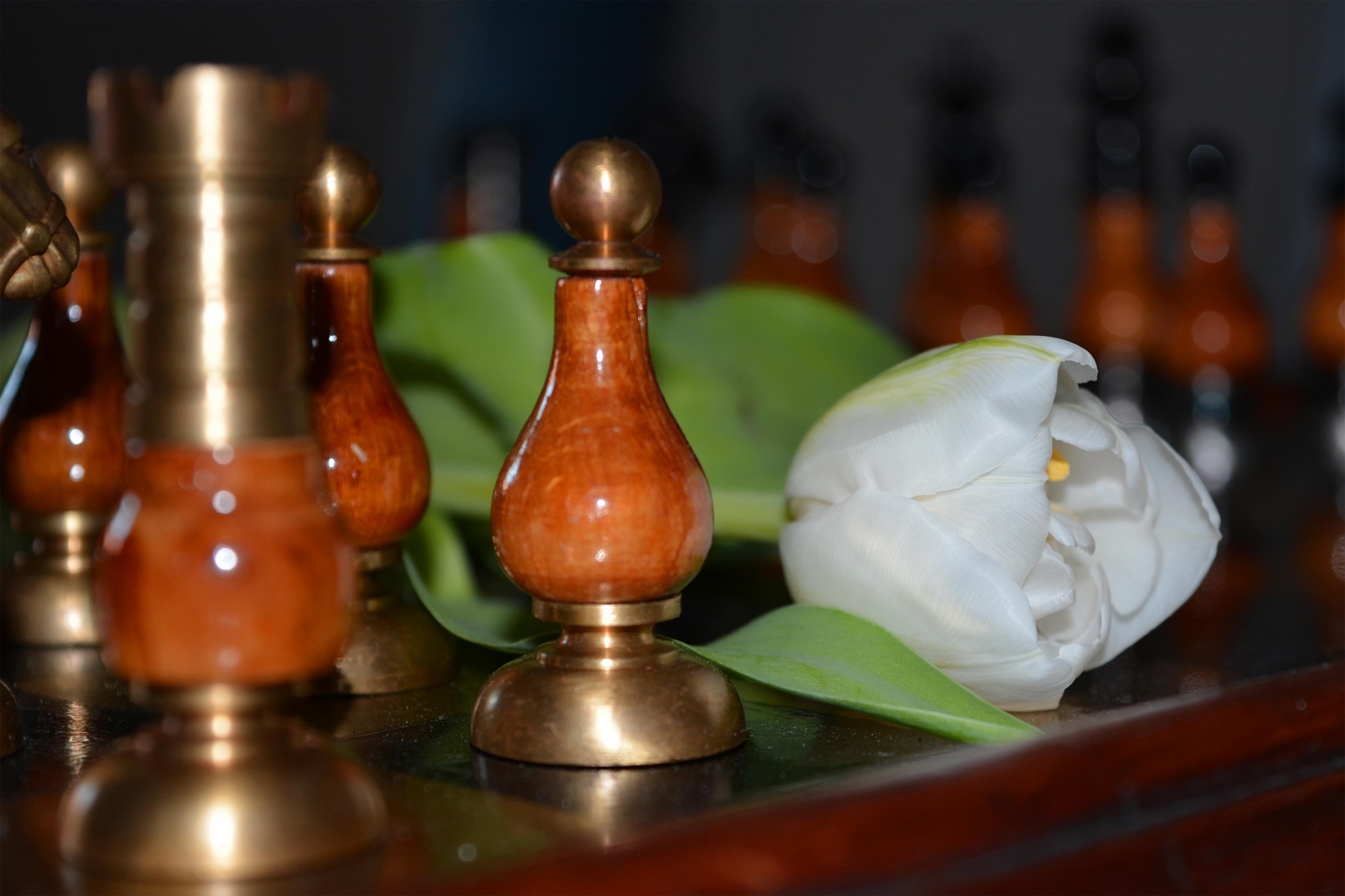 chess pawn tulip free photo