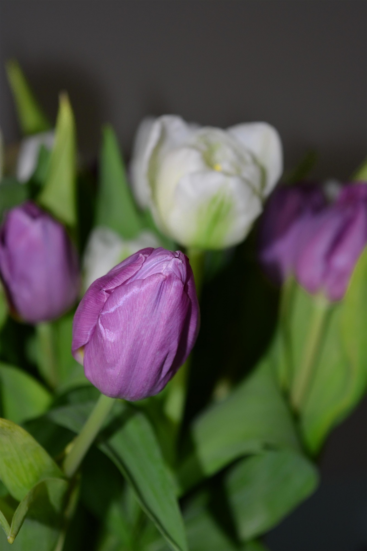 tulips spring purple free photo