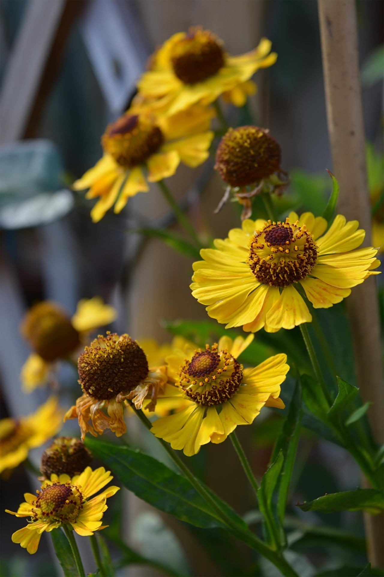 yellow flowers orange free photo