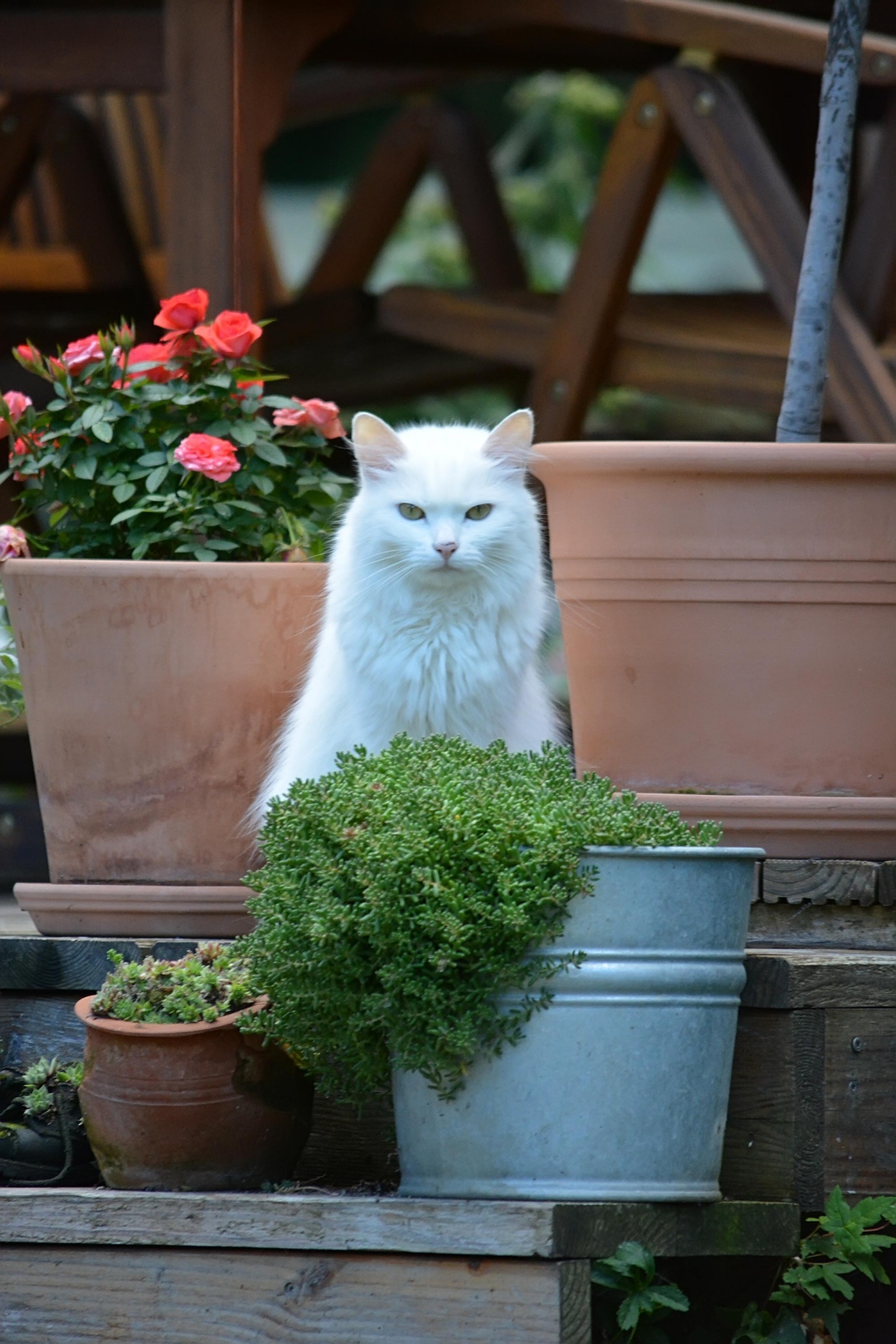 white cat flowers free photo