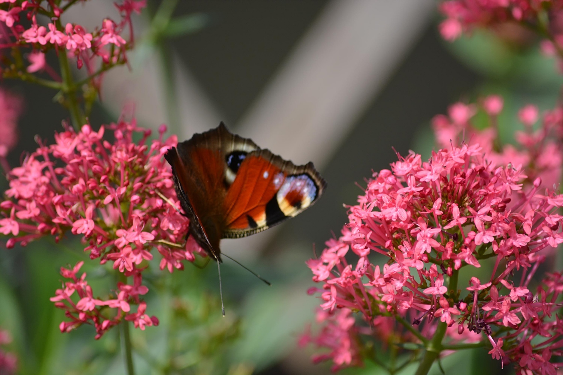 butterfly flowers pink free photo